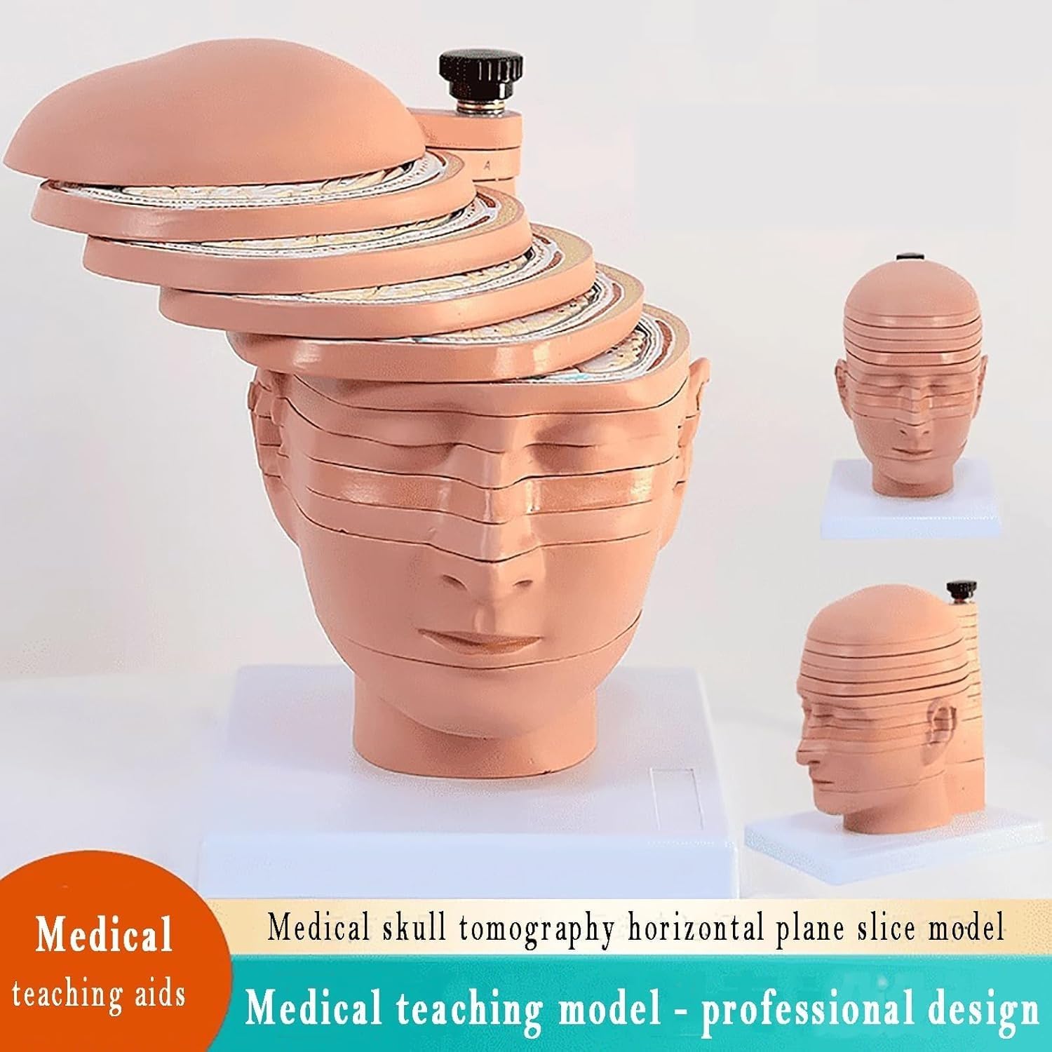 Model anatomii człowieka – 12 części ludzkiej głowy i mózgu z odłączanymi poziomymi plasterkami i wyraźnym anatomicznym etykietowaniem do użytku edukacyjnego w warunkach medycznych
