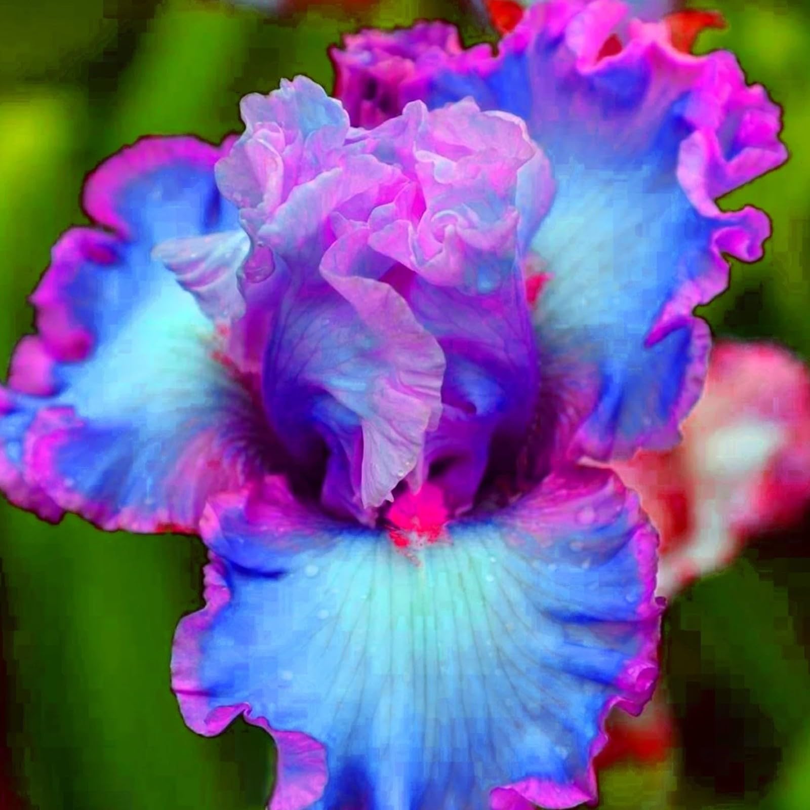Iris Bulbs for Planting Now UK Ornamental Perennial Excellent Display Natural Organic Easy Plant Hard Greening Flower Good for Containers Unique.-3Bulbs-D โ image 1