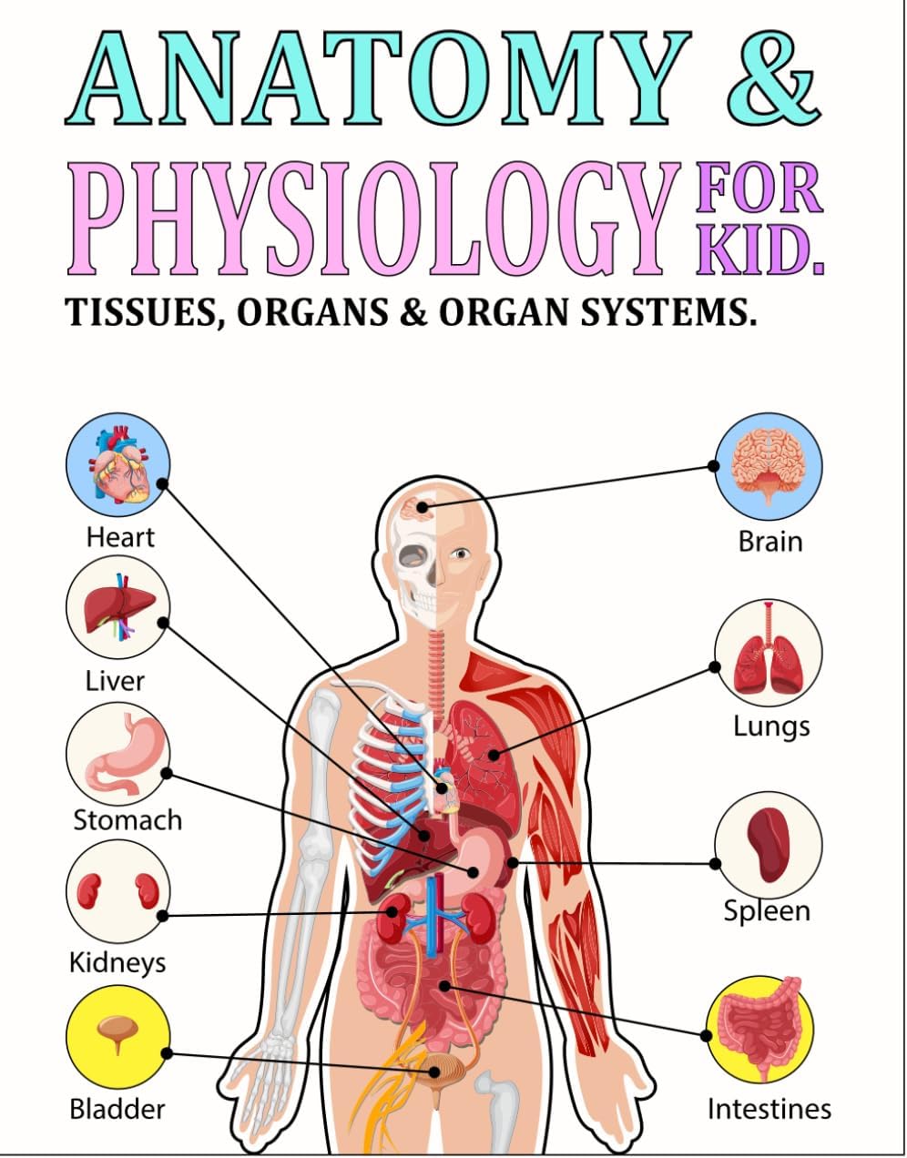 ANATOMY AND PHYSIOLOGY FOR KIDS: • A Scientist's Guide to How do our part body work, • Basic human body functions, • Major human body systems, • Anatomical locations and functions of the main Organs.