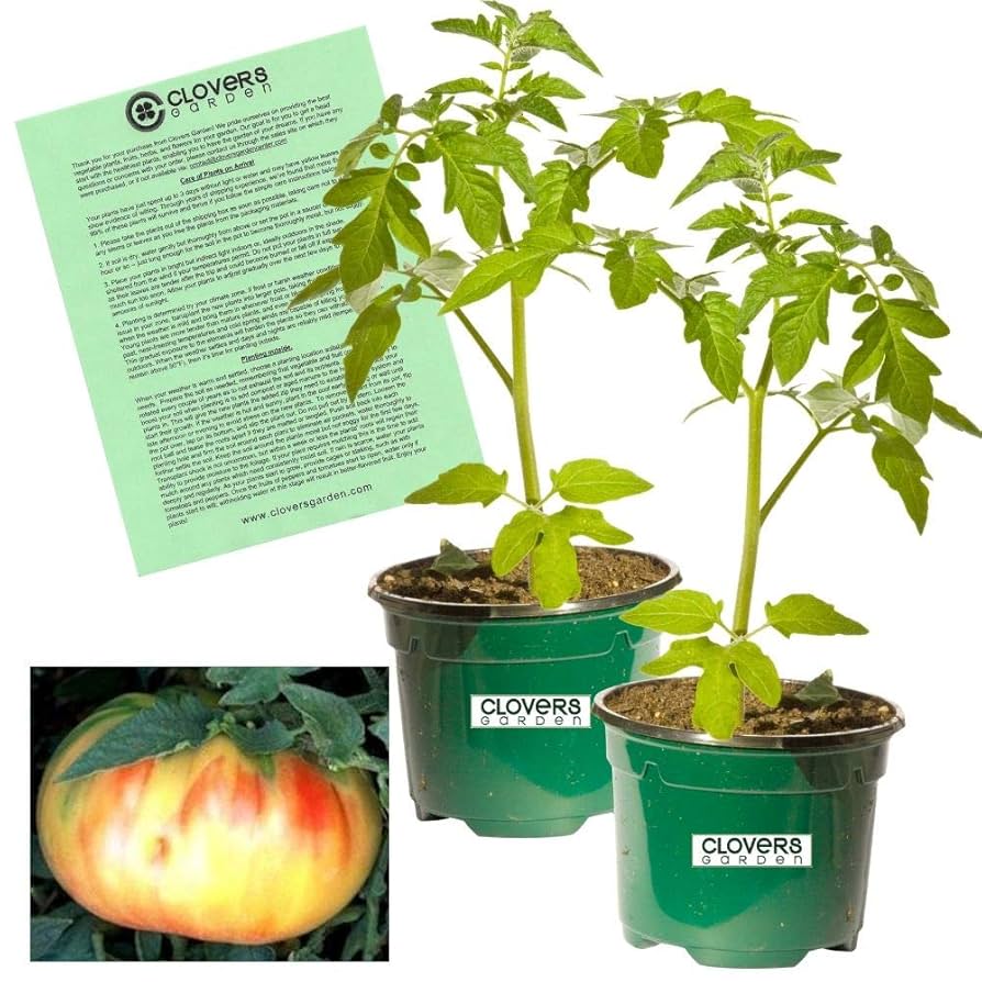 Amazon.com : Clovers Garden Old German Tomato Plants – Two