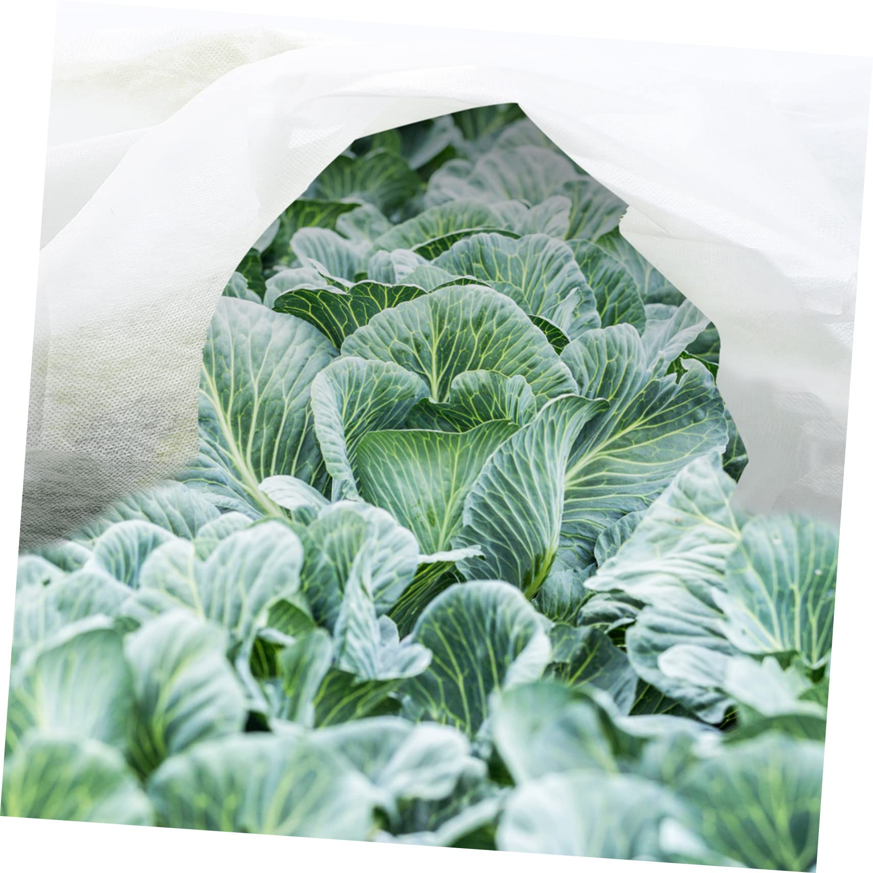 2 Pezzi Telo Non Tessuto Bianco per Piante, Copertura Antigelo per Piante, Protezione Riutilizzabile e Pieghevole per Giardino