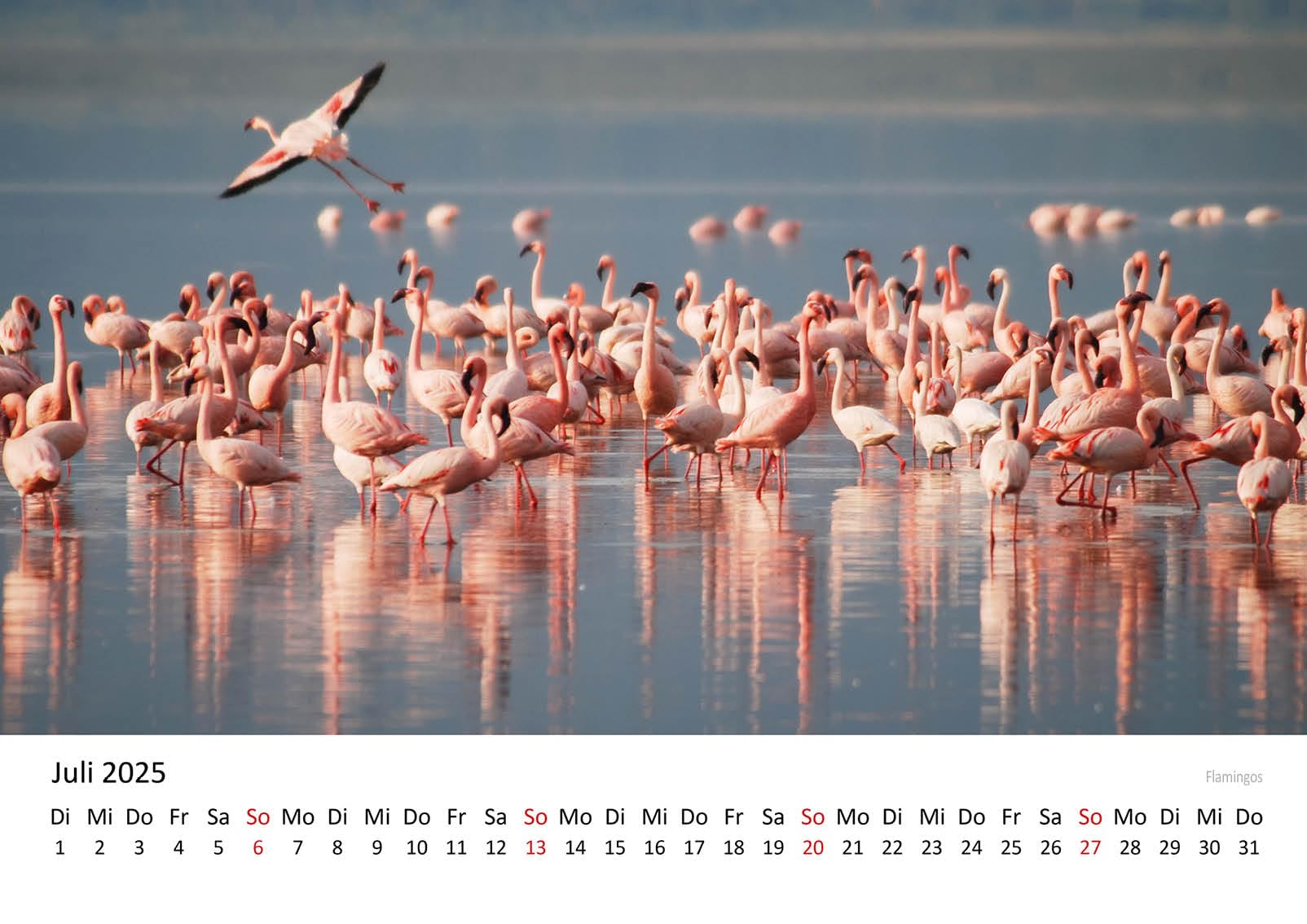 Edition Seidel Premium kalender Afrika fantastische dierenwereld 2025 formaat DIN A3 wandkalender dieren wild dier roofdier buffel olifant leeuw grote kat tijger cheetae melanie viola