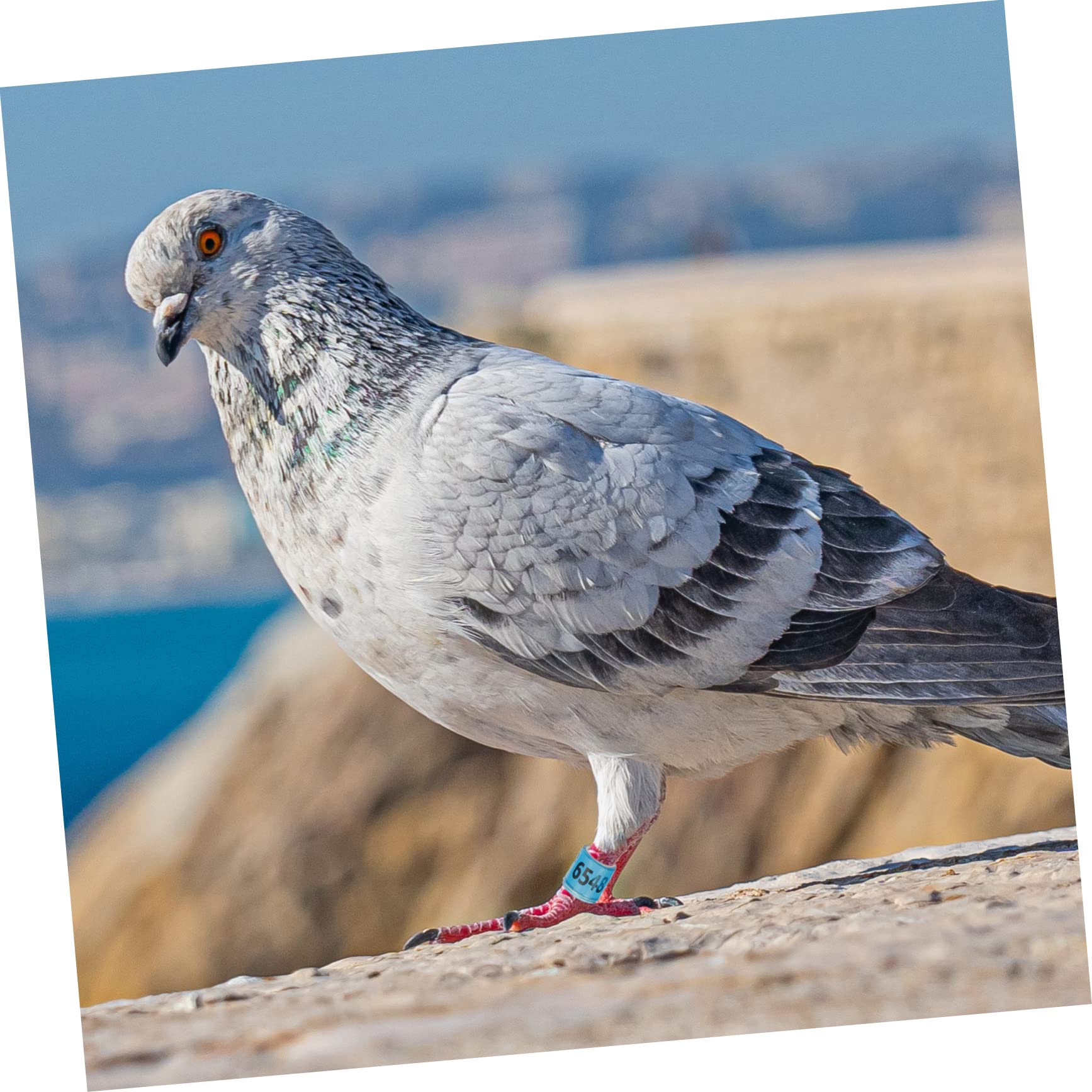 BESPORTBLE 300pezzi Anelli Identificativi Alluminio per Piccioni e Uccelli Fasce Colorate per Allenamento e Monitoraggio per Pappagalli e Pollame