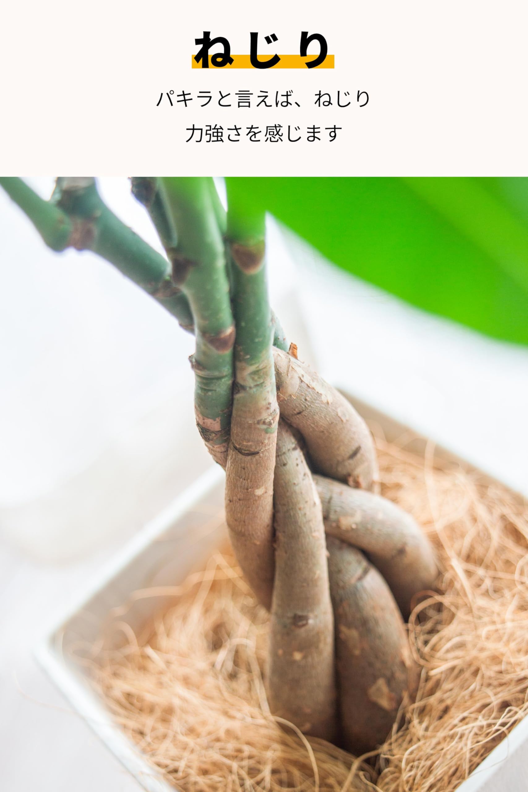 Amazon｜[ miipas ] パキラ 5号鉢 観葉植物 本物 ねじり 編み込み 幸運