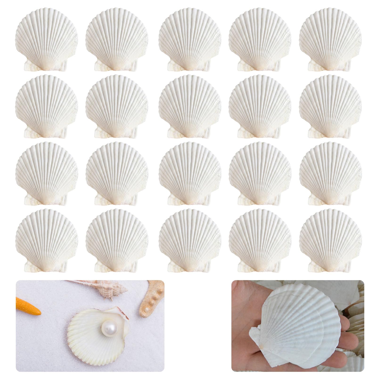 Juego de 20 conchas blancas grandes – Decoración y artesanía para campanas de viento y barbacoa (6-8 cm)