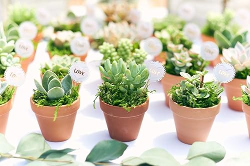 Miniatura 3 de Shop Succulents Colección surtida variada de plantas suculentas y aire de interior totalmente enraizadas, seleccionadas a mano, paquete de 2