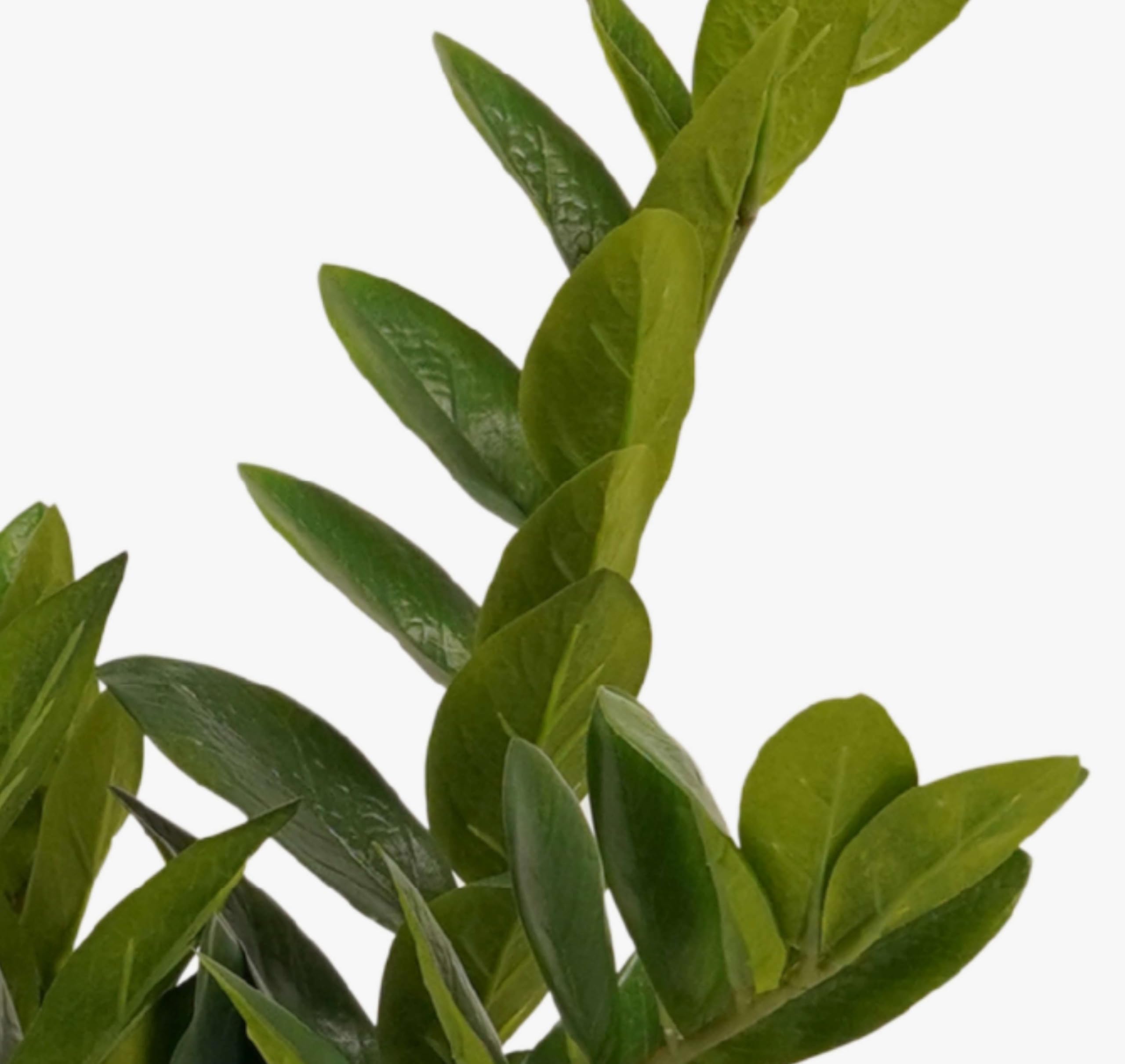 artplants.de Plante Artificielle Zamioculcas SIMANO, 70cm