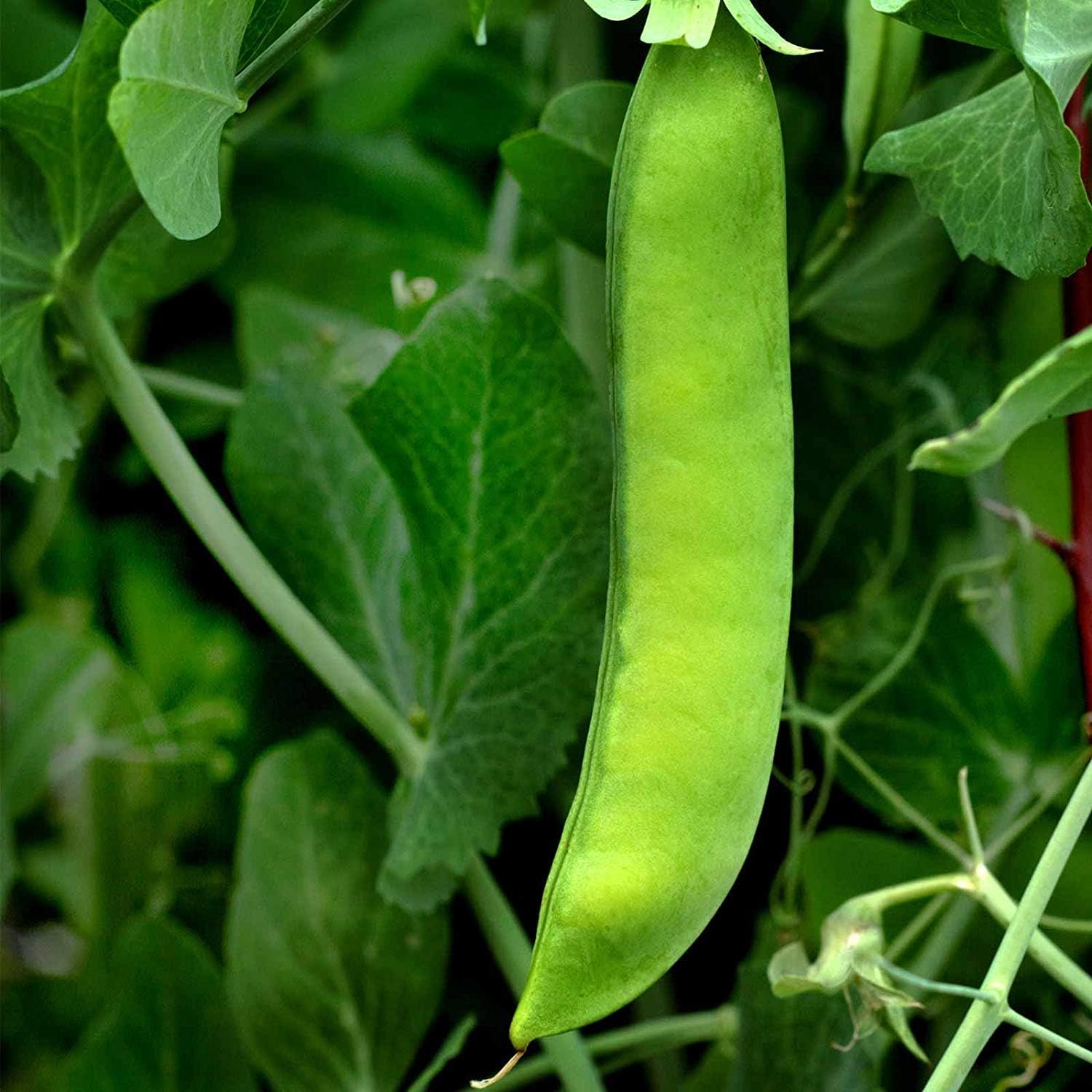 Early Frosty Pea Garden Seeds - 5 Lb ~9,000 Seeds - Non-GMO, Heirloom Vegetable Gardening & Micro Greens Shoots Seed