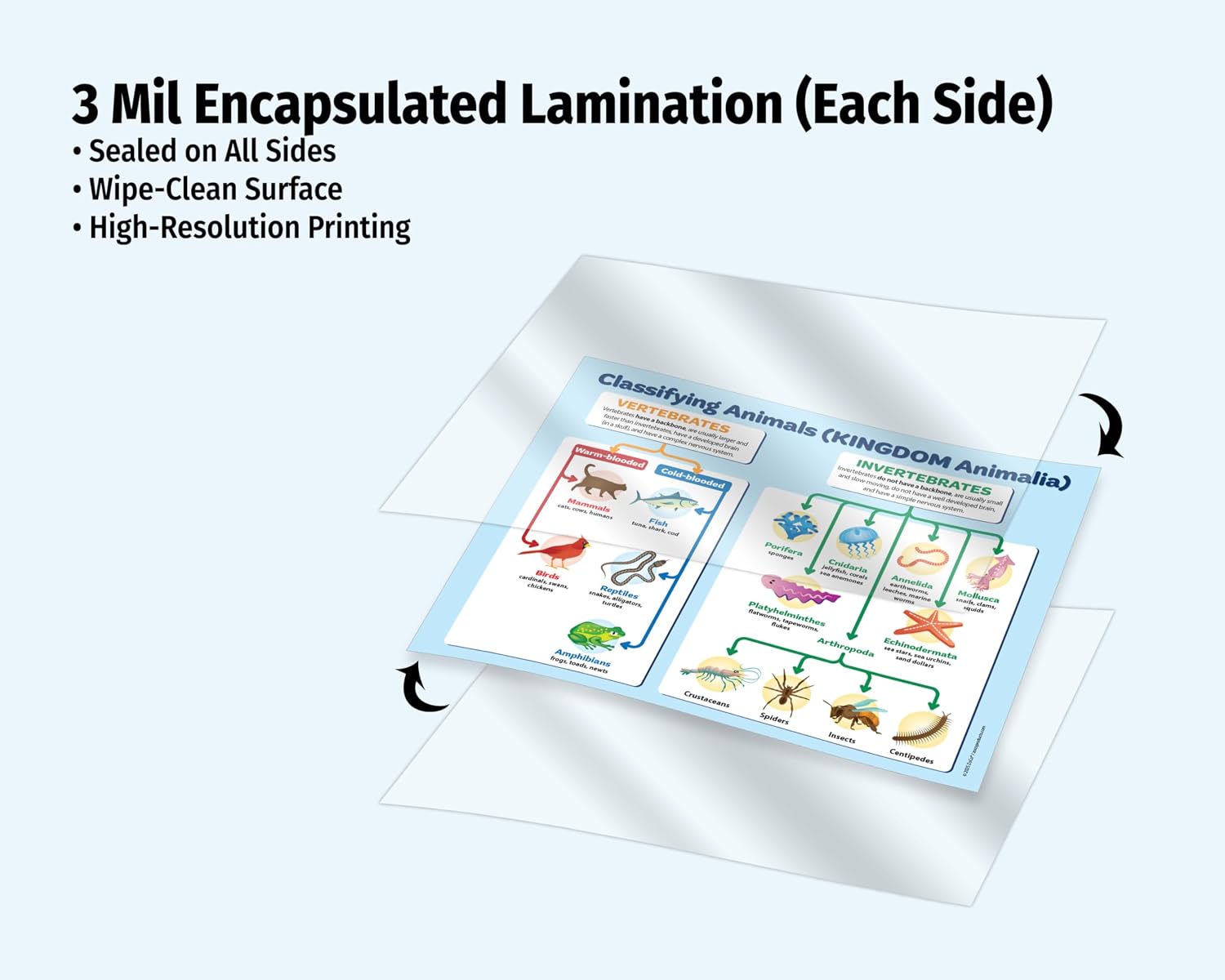 ZOCO – Classification of Animals & Biological Hierarchy – Science Poster Set, Laminated 17x22 – Must Have 2-Pack for Biology Classroom