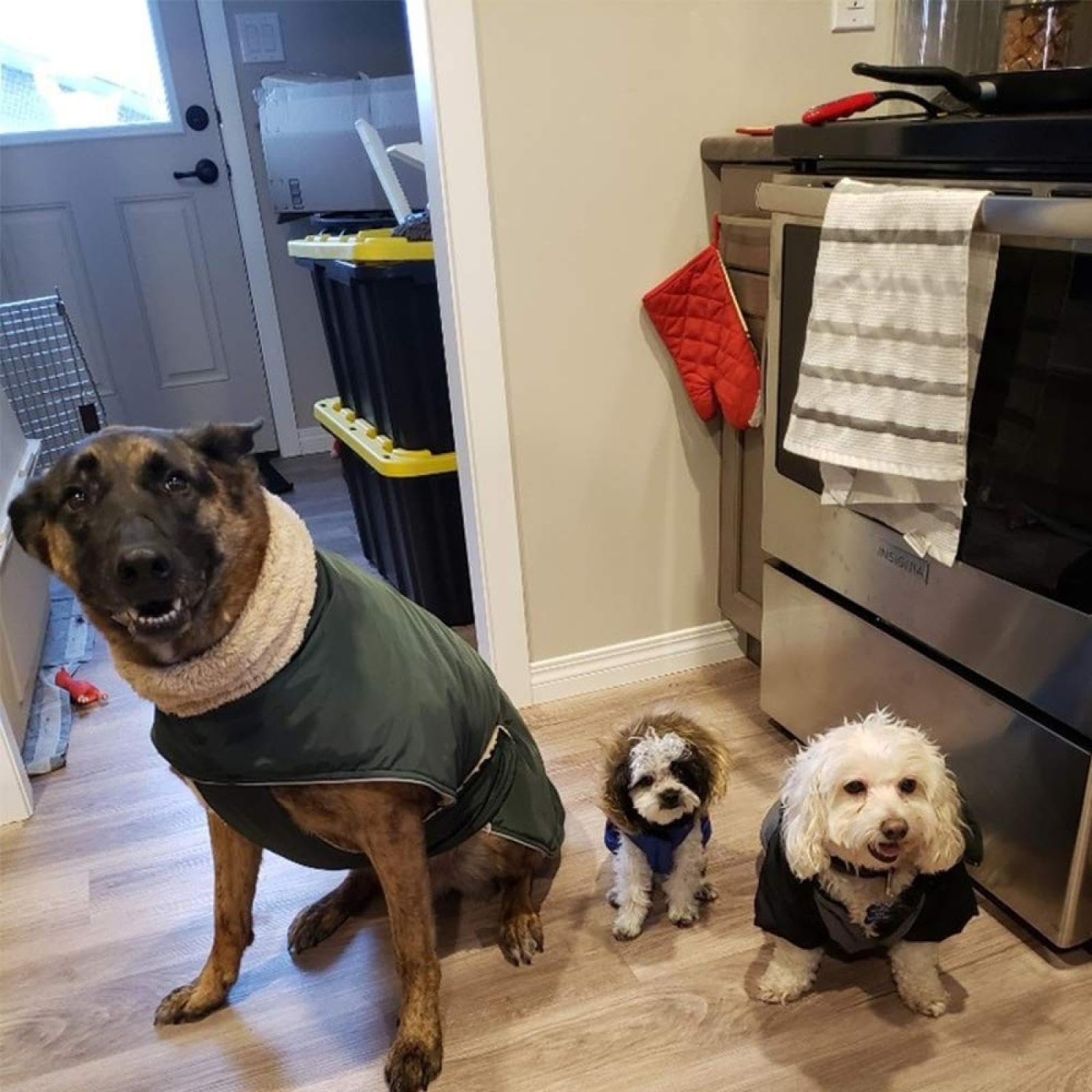 Hond Regenjas Italiaanse windhond kleding, Waterdichte Whippet jas, Verstelbare Greyhound Winter Kleding, Warme Fleece Hond Kleding, Warm Jas, S, Oranje Hond Regenjas Italiaanse windhond kleding, Waterdichte Whippet jas, Verstelbare Greyhound Winter Kleding, Warme Fleece Hond Kleding, Warm Jas, S, Oranje