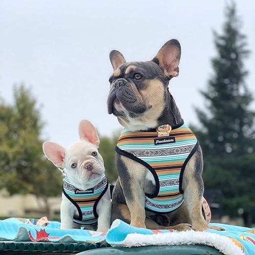 frenchie store harness