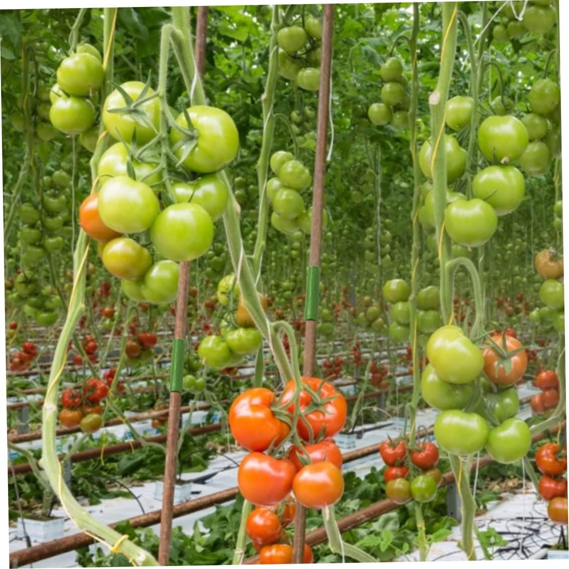 KUYYFDS Garden Plant Stake Connector 20mm Greenhouse Climbing Rattan Straight Tube Pipe Parts 20PCSPlant Stake Connector,Garden Plant Connector Pipes,Greenhouse Plant Supports Stakes,Gardening : Patio, Lawn & Garden