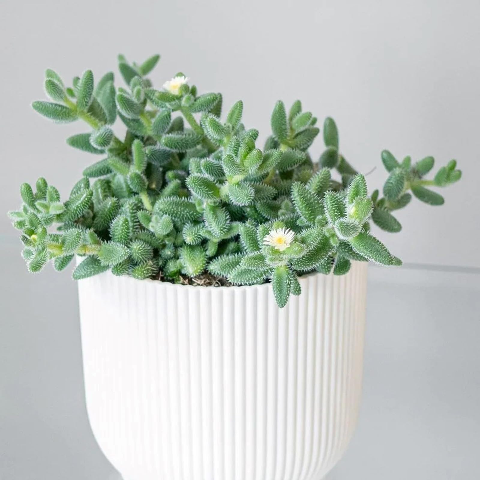Plant Theory Pickle Plant Indoor Foliage Desk Plant Delosperma Echinatum 12cm Pot 20cm Tall