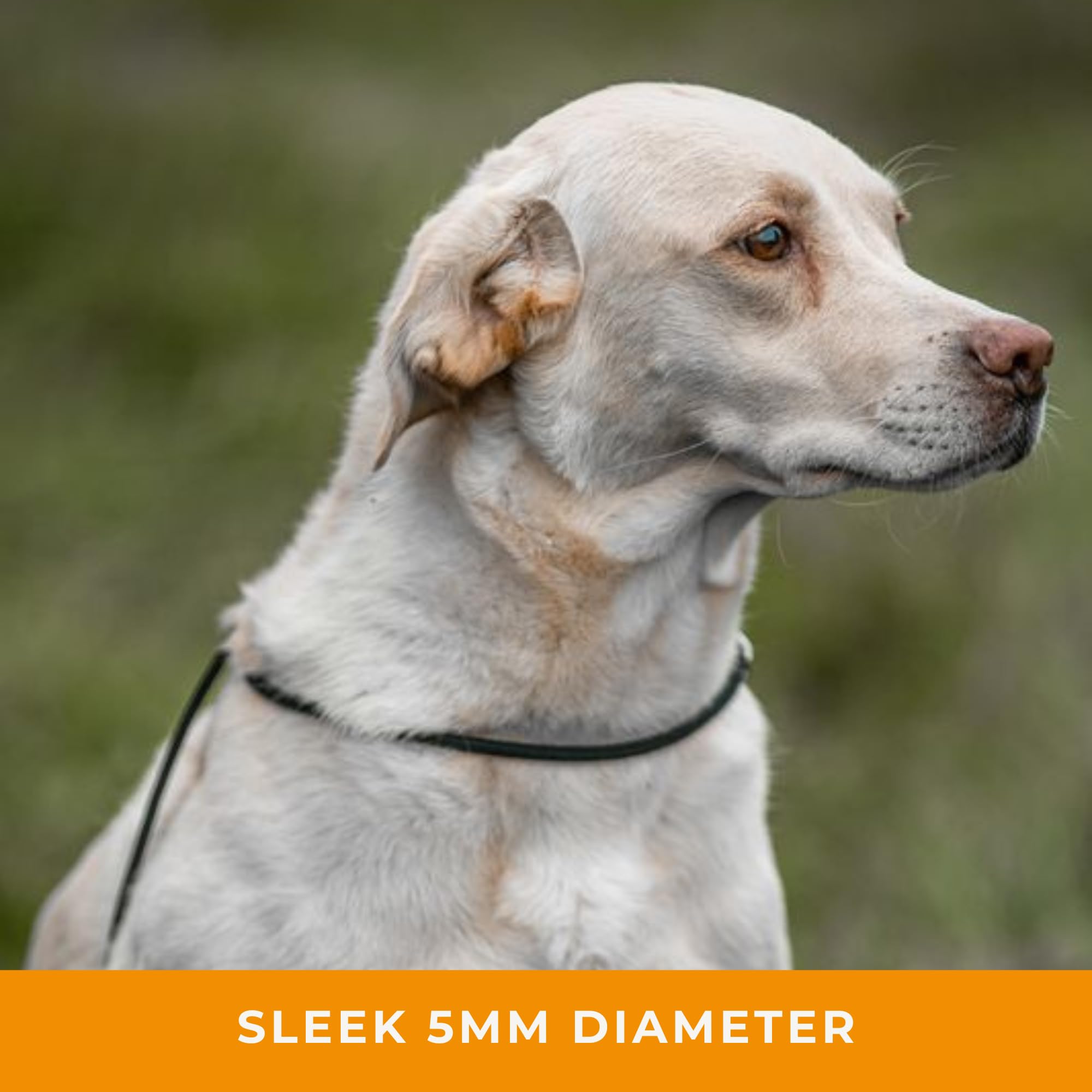 Dog & Field Signature - Correa Deslizante para Perros, Naranja, 1,25 m, Ligera, con tapón de Goma Deslizante para Entrenamiento, no Necesita Collar ni arnés (Naranja)