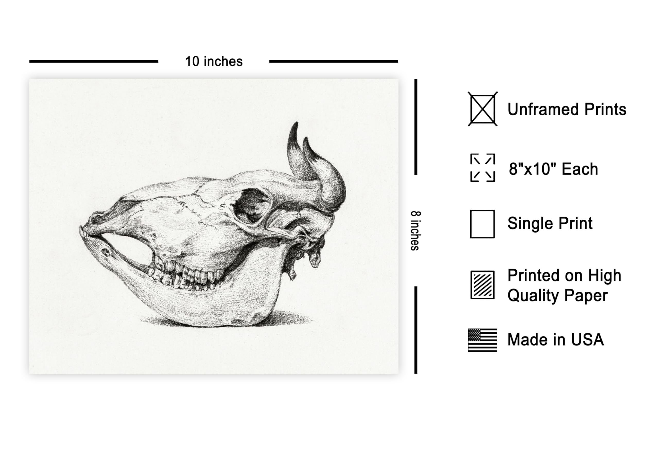Cow Skeleton Line Drawing Cow Skeleton Drawing