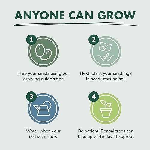 Miniatura 5 de Kit de principiantes de semillas de árbol Bonsai, Mini juego de cultivo de plantas Bonsai, 4 tipos de semillas, macetas, tijeras de podar