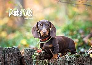 Dackel Premium Kalender 2023 DIN A4 Wandkalender Tiere Natur Hunde Hund