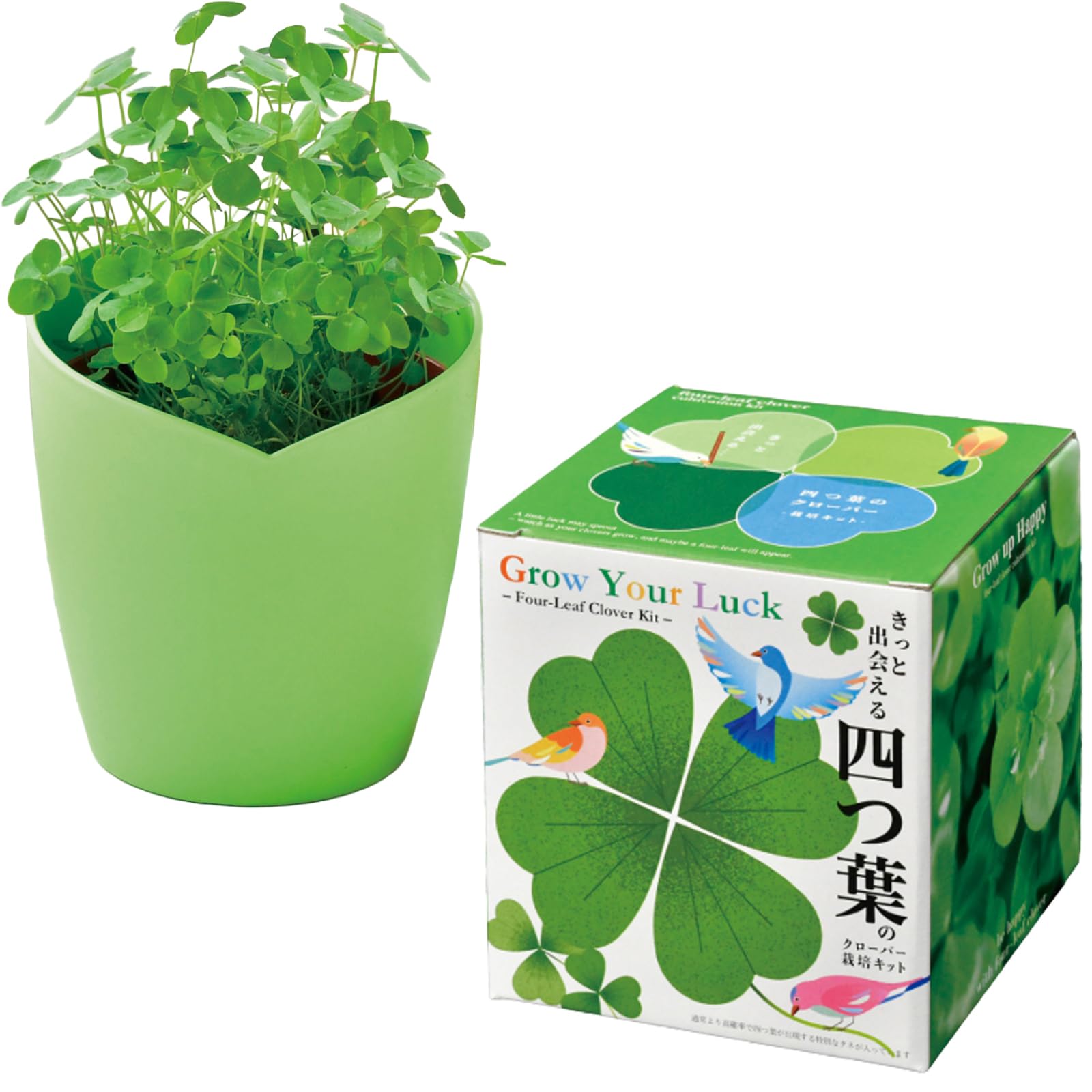 四つ葉のクローバー 10鉢 Amazon.co.jp: 聖新陶芸 きっと出会える四つ葉栽培ｷｯﾄ 四つ葉のｸﾛｰﾊﾞｰ