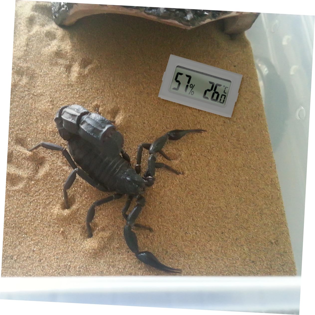 POPETPOP 15 Piezas Termómetro Para Reptiles Inalámbrico Al Aire Medidor De Temperatura Exterior Termómetro Inalámbrico Mini Higrómetro Caja De Reptiles Electrónico Abdominales