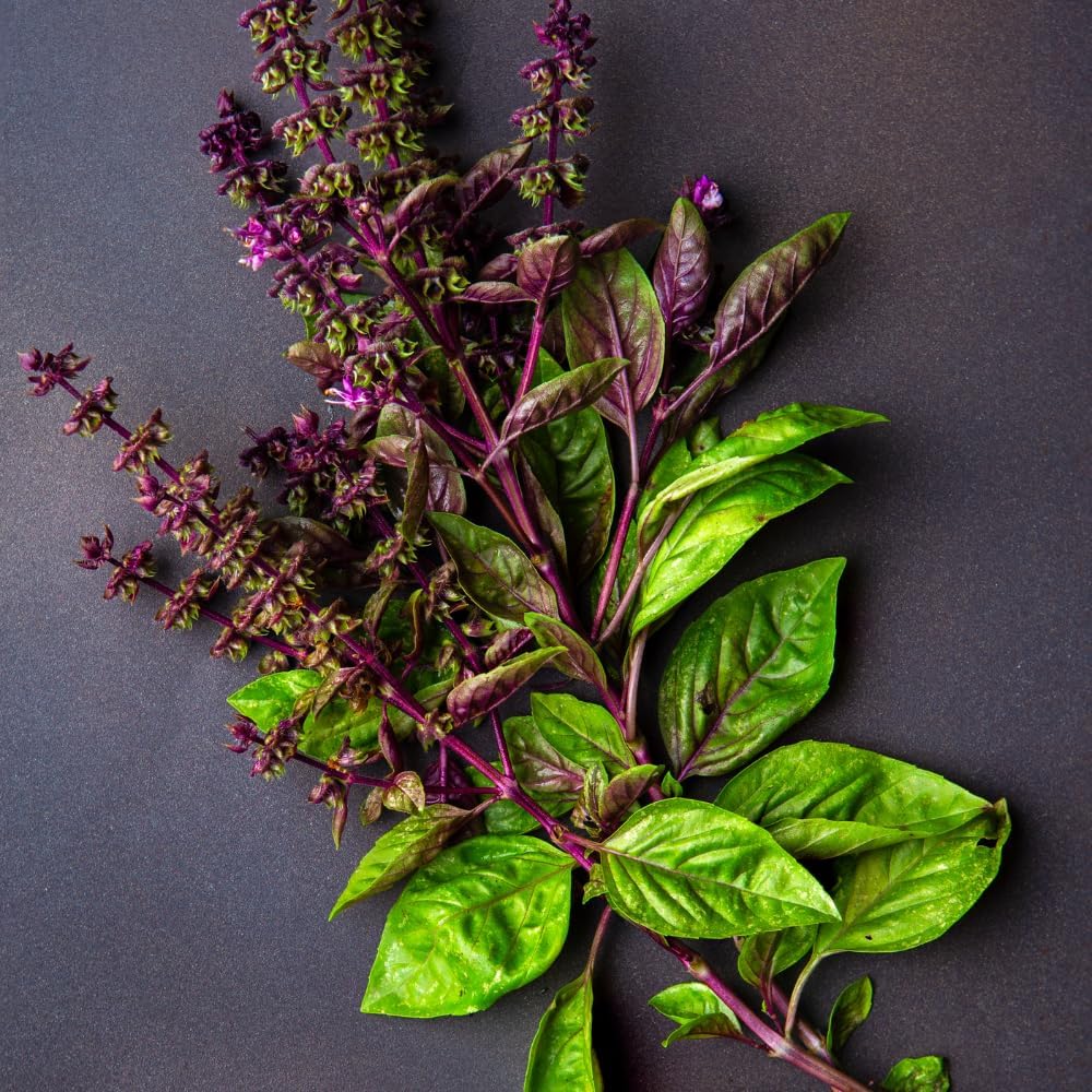 3000+ Premium Holy Basil Seeds – Fast Growing, High-Yield, & Authentic Flavor– Non-GMO Heirloom Seeds