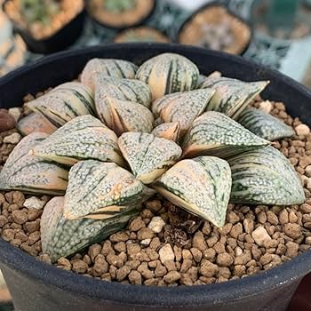 3AAA ハオルチア　多肉植物　白泉殿ピクタ錦　自家繁殖 71MDWeuKHML._UF350,350_QL80_.jpg