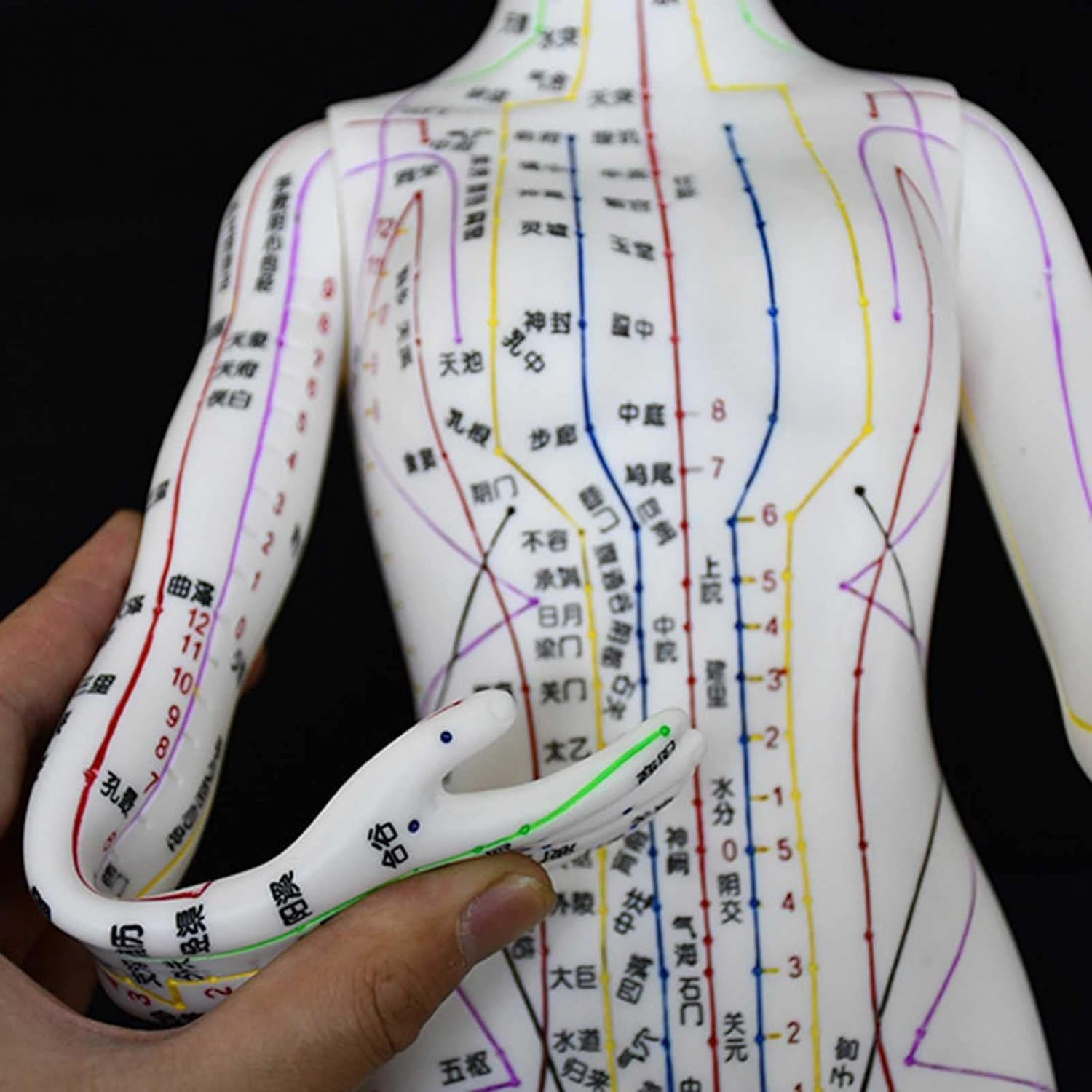 Amazon | 超クリアな経線鍼灸モデル、人体の鍼灸モデル52cmクリア経絡