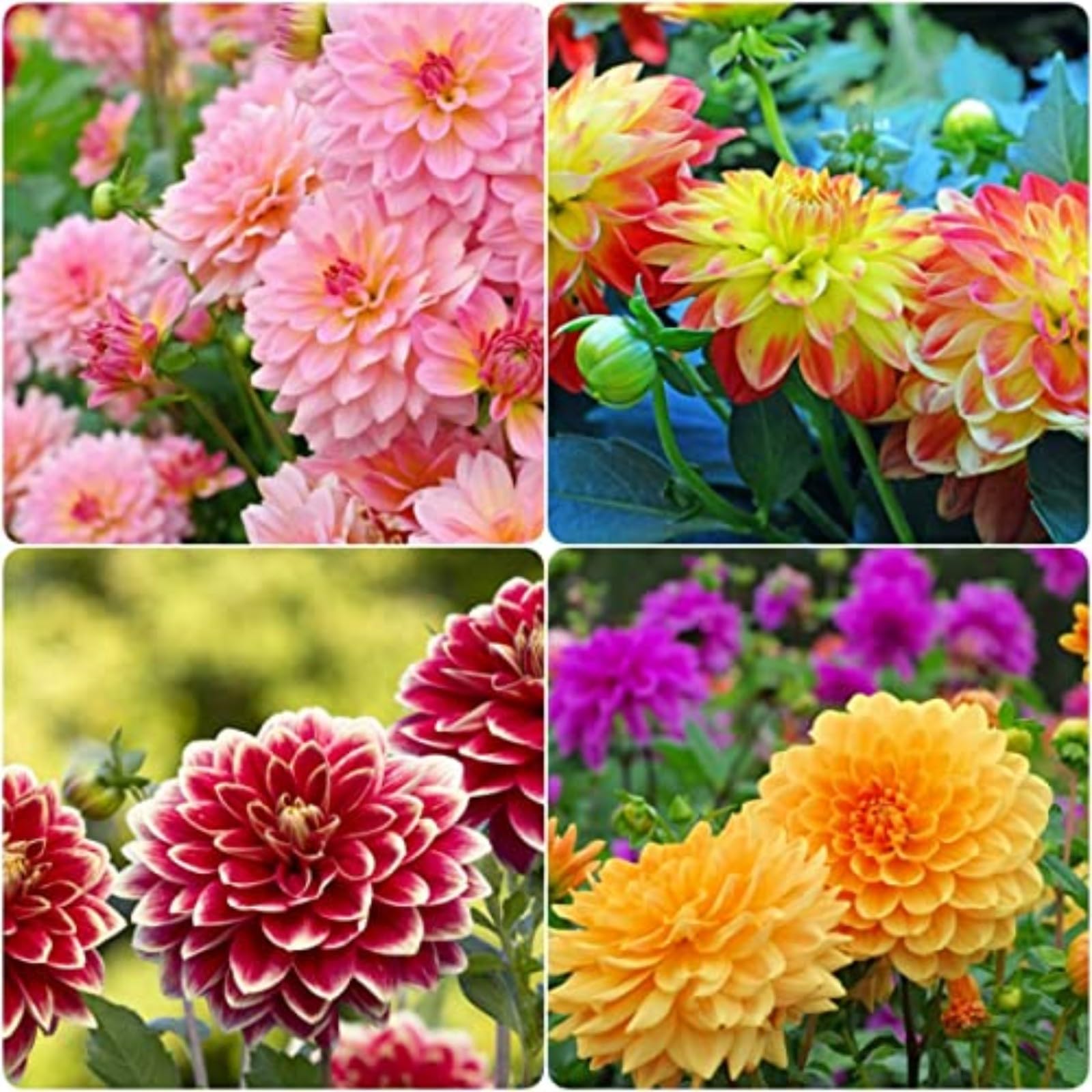 Dahlia Bulbs Mix for Planting Now UK,Hardy Perennial,Wedding Flowers,Strong Plants That Grow Well,Dahlia tubers Bulk,Beauty of Garden,Gift Ready-2bulbs-F