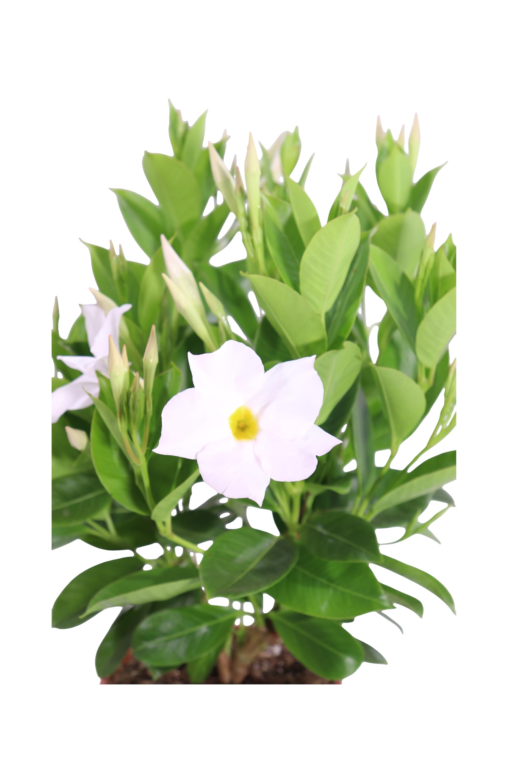 Pianta Dipladenia In Vaso Rosa | Fiore Da Balcone, Perenne | Altezza 20 Cm, Vaso 14 Cm | Da EGarden.store - Foto 11