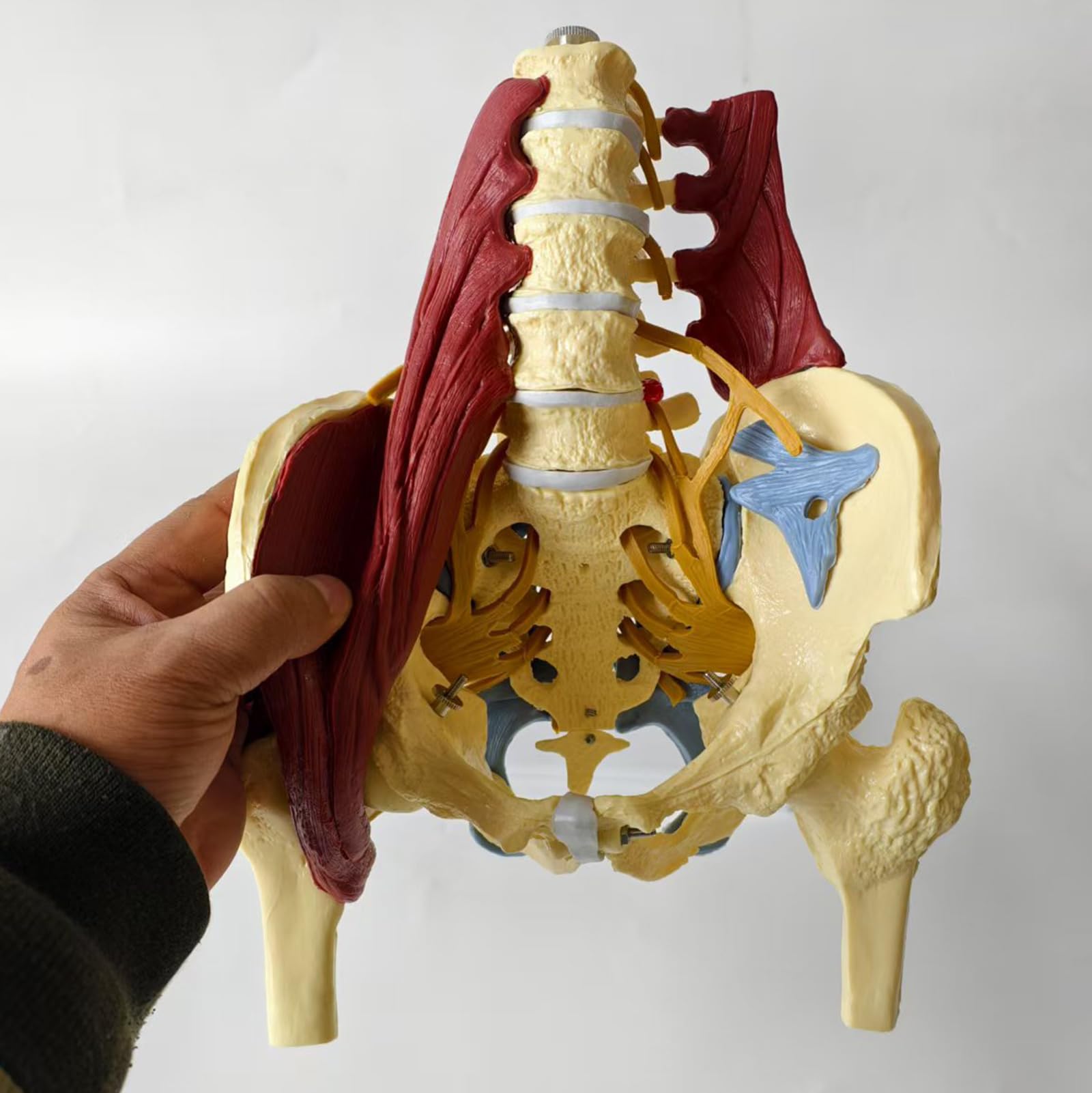 Proporzione adulta colonna lombare con muscoli e muscoli pelvici modello colonna vertebrale e modello scheletrico pelvico per educazione medica