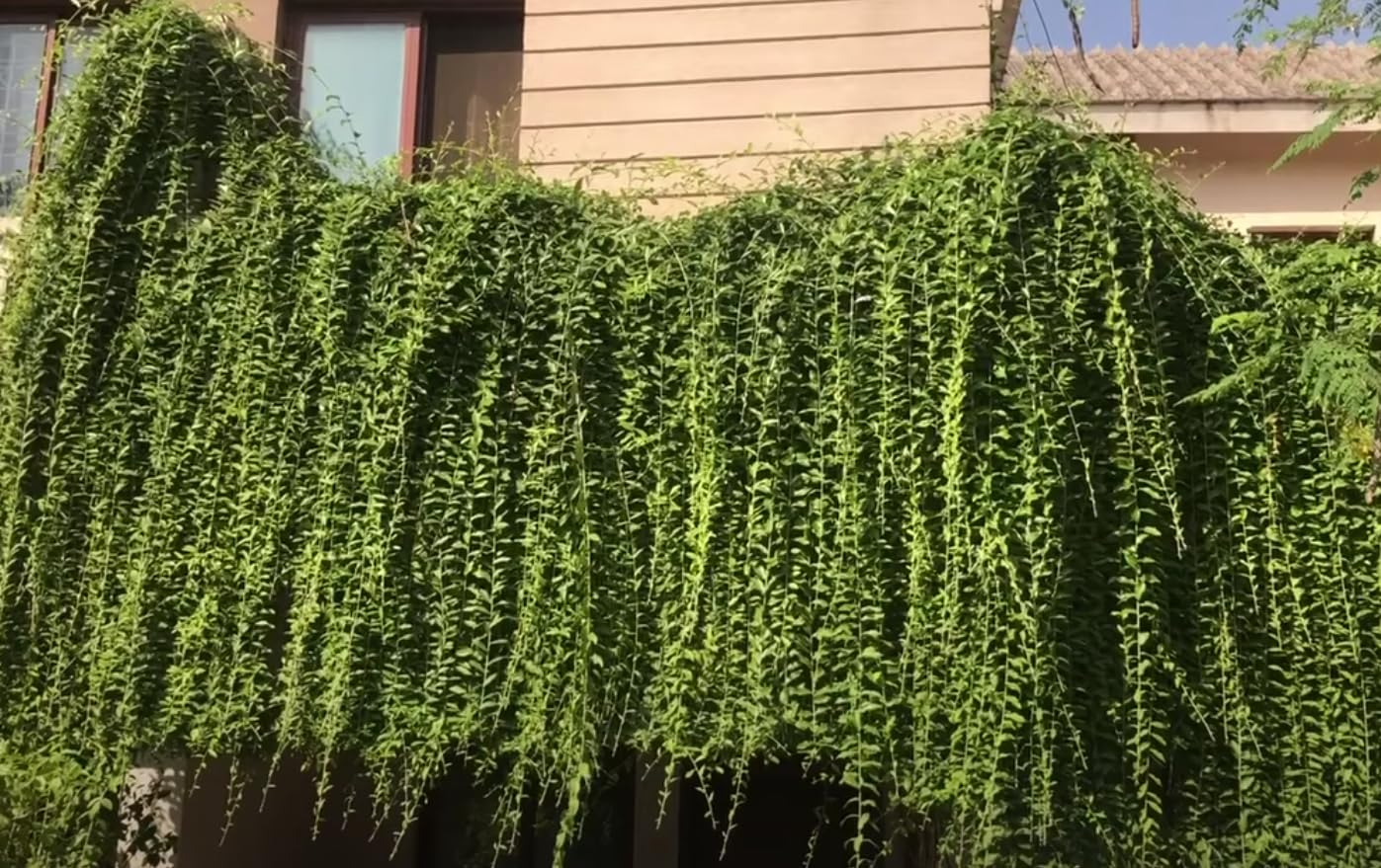 See full amazon price history chart for Curtain Creeper - Transform Your Space with the Cascading Beauty of Curtain Creeper (Vernonia) - Fast-Growing Vine, Perfect for Covering Walls and Fences - Parda Bel from Wynorg Curtain Creeper - Transform Your Space with the Cascading Beauty of Curtain Creeper (Vernonia) - Fast-Growing Vine, Perfect for Covering Walls and Fences - Parda Bel from Wynorg (B0D11SXFHP) Amazon Price History, Amazon Price Tracker