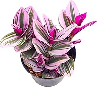 Vista 12 de Cotyledon Pendens de 4 pulgadas, suculenta viva completamente enraizada en macetas con mezcla de tierra, planta doméstica rara para la decoración