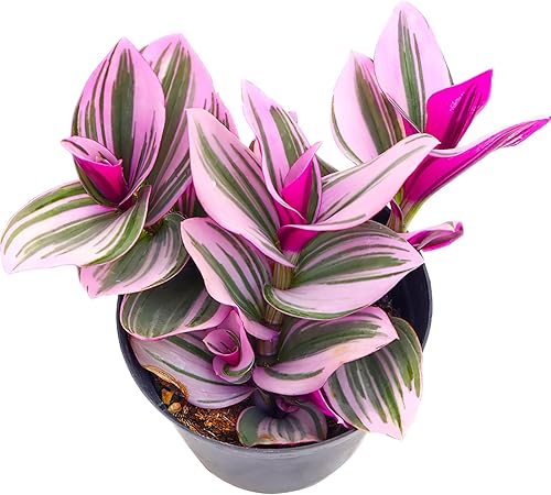 Miniatura 6 de Sprout N Green Calico Kitten Crassula Pellucida Variegata, suculenta viva de 4 pulgadas totalmente enraizada con mezcla de tierra, planta de casa