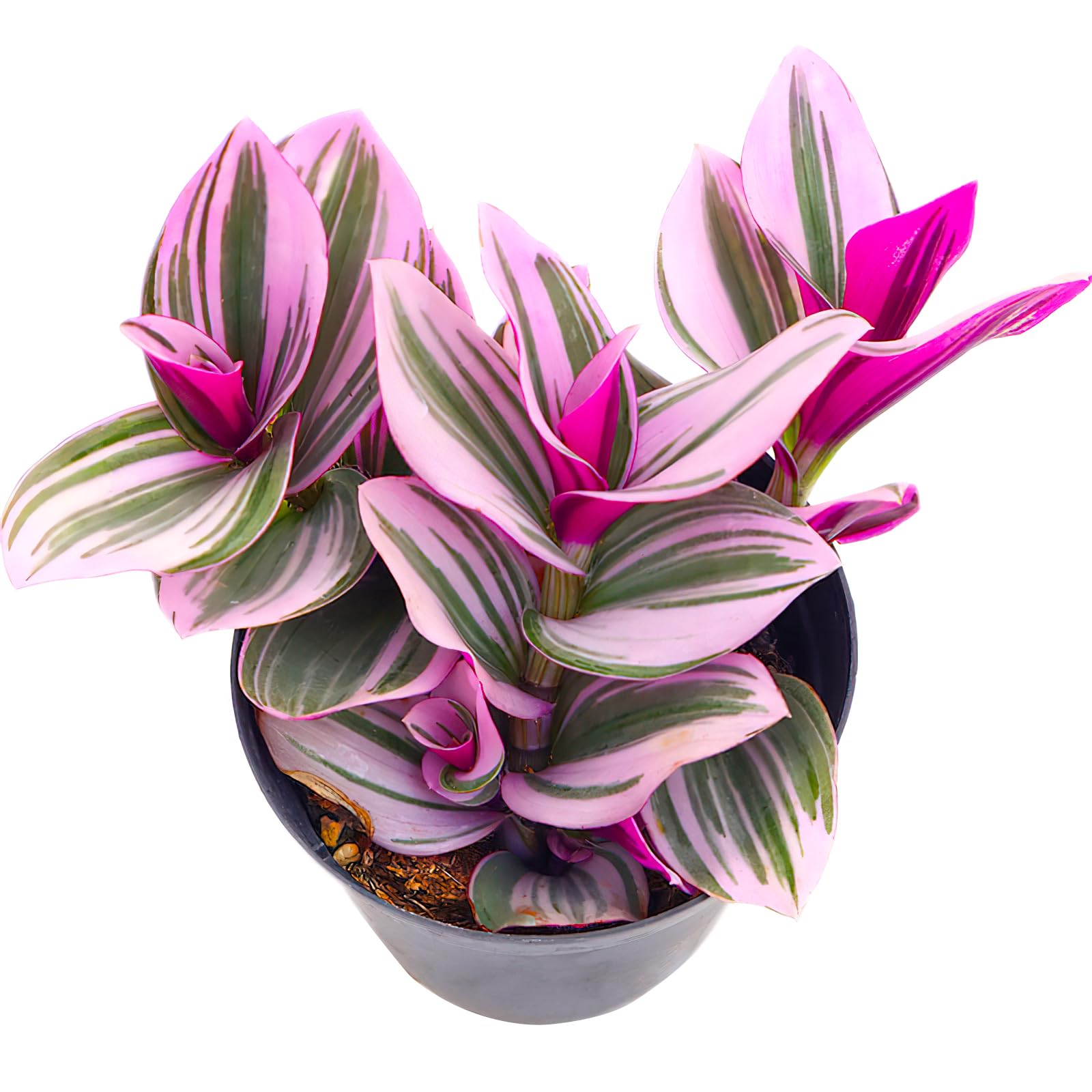 Sprout N Green Tradescantia Nanouk