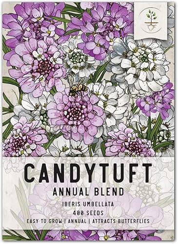 Seed Needs, Mixed Candytuft Seeds - 400 semillas tradicionales para plantar Iberis umbelleta - Flores anuales para plantar un jardín de mariposas y