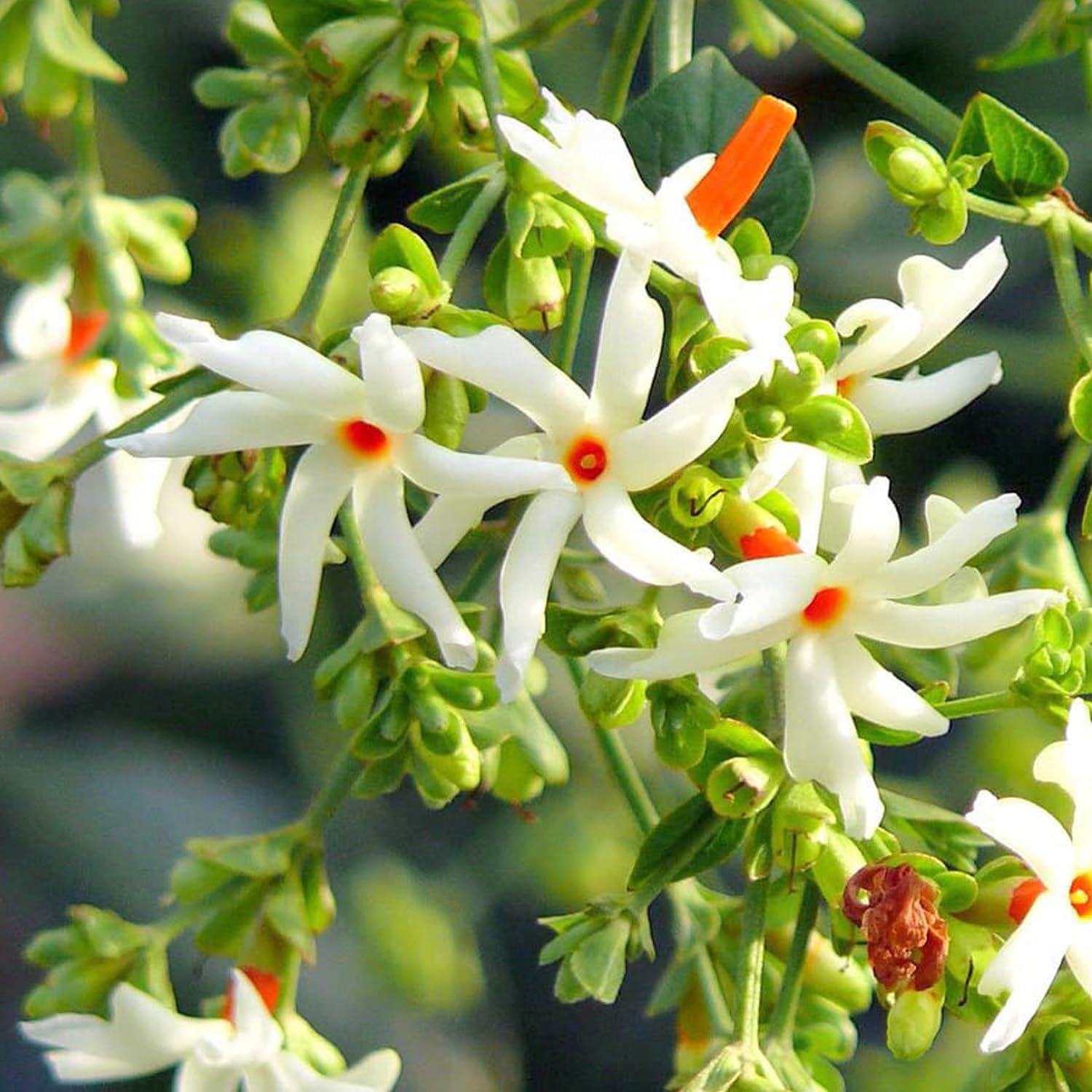 GREEN MAGICIAN | Jasmine Plant | Harsingar | Parijat And Night Jasmine | Night Jasmine | (B0CJ4X1K7J) Amazon Price History, Amazon Price Tracker