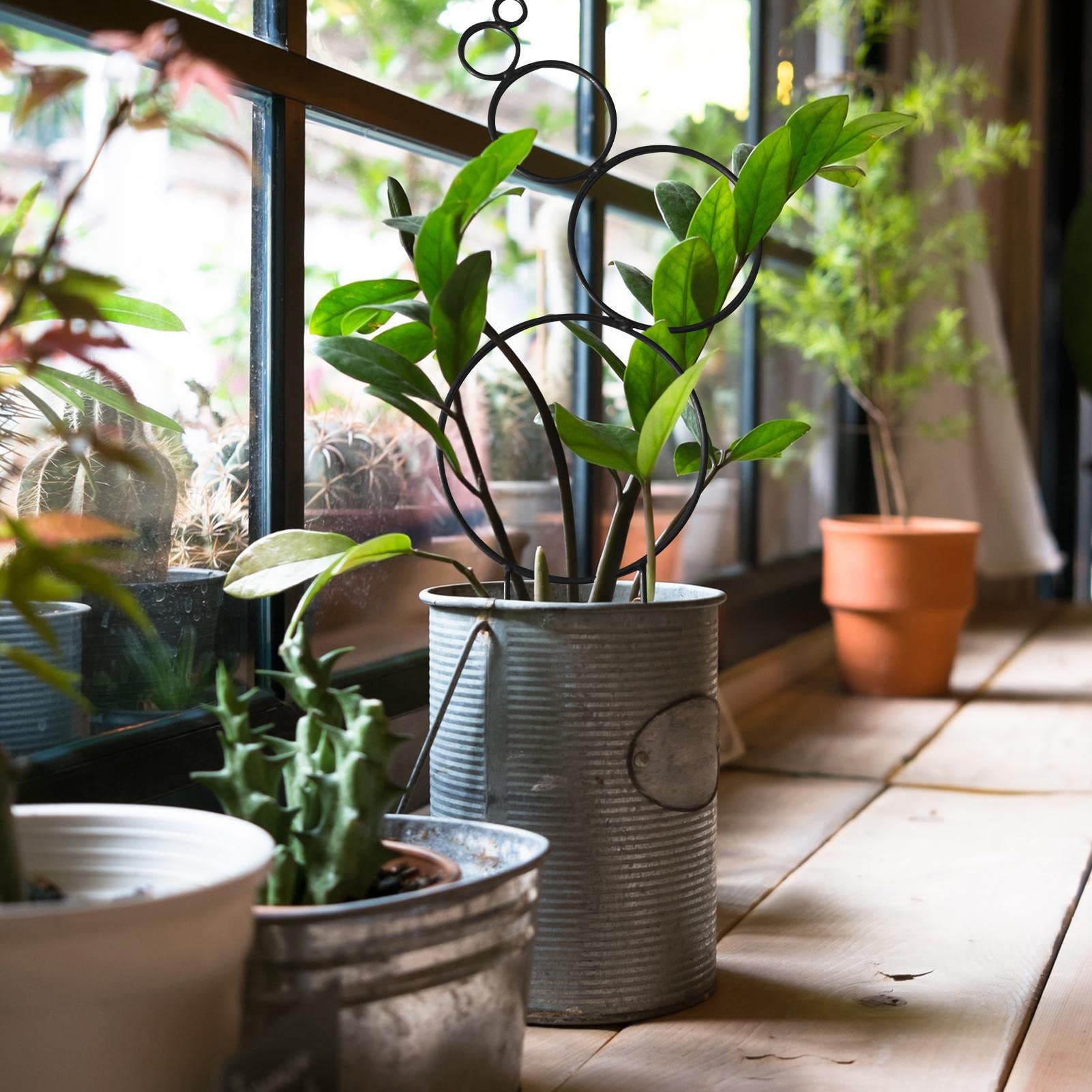 Rankhilfe fr Topfpflanzen im Innenbereich  Stapelbares Zimmerpflanzen- Rankgitter fr Kletterpflanzen | Sttzpfahl Zimmerpflanze Rankhilfe fr  Garten Topf, Pothos, Blume, Monstera : Amazon.de: Garten