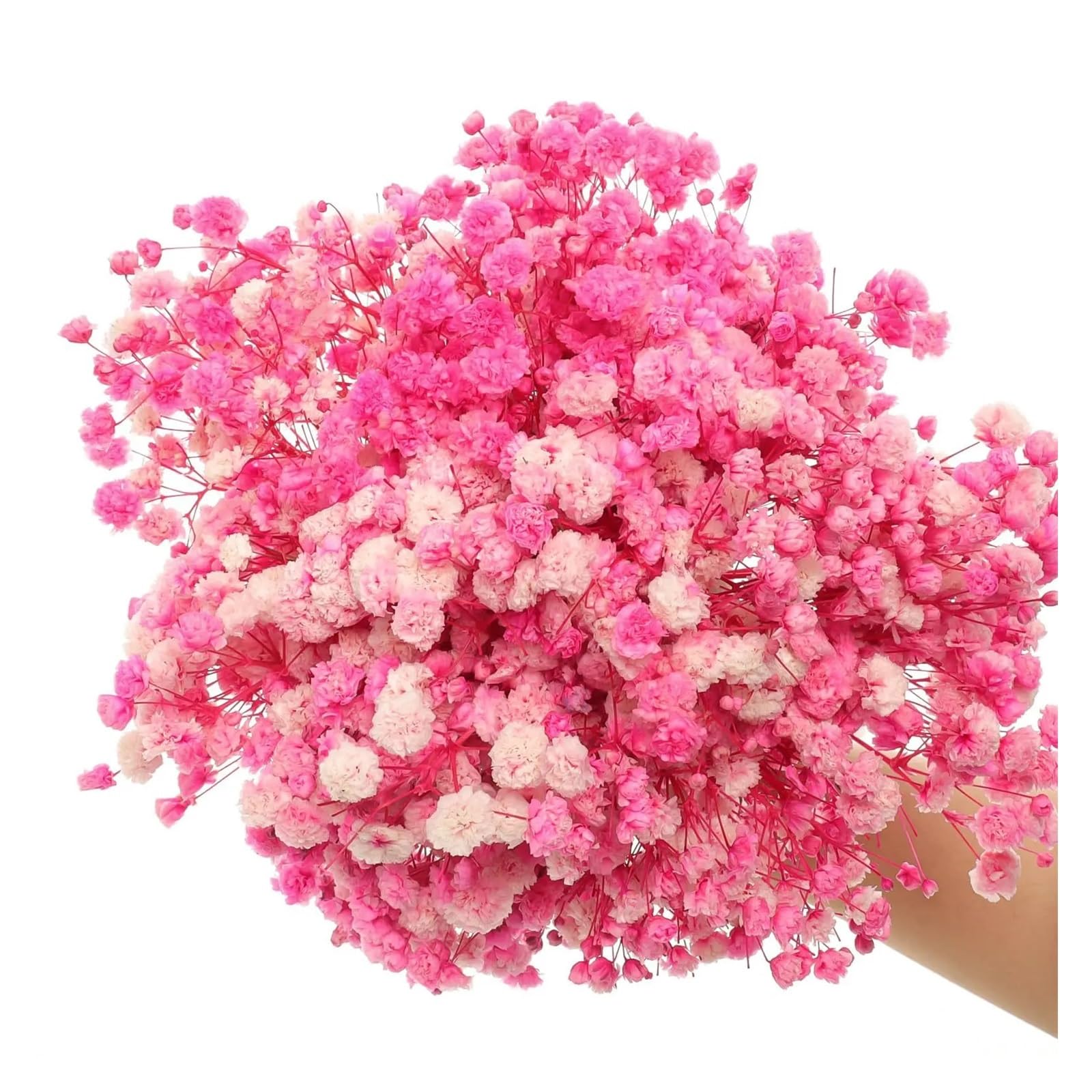 gypsophile séché 10 Bouquets de Fleurs gypsophile séchées Roses for Les événements Mariage