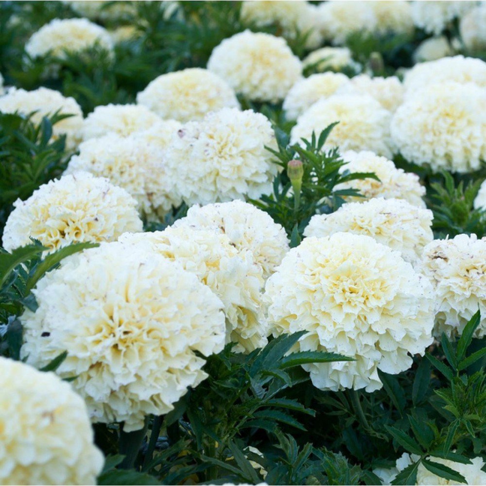 Creative Farmer Flower Seeds Tagetes White (Summer Seeds) Flower Seeds Garden Seeds Packet Seeds Kitchen Garden Seeds Pack