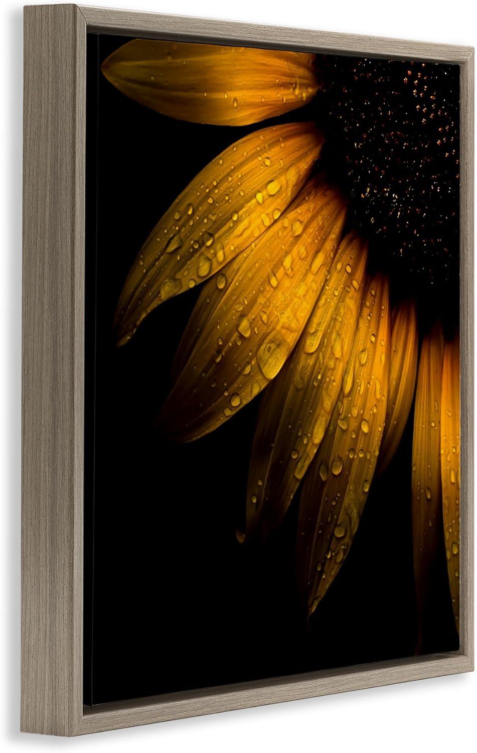 Stupell Industries Sunflower Detail with Droplets Gold Framed Floater Canvas Wall Art, design by Brian Carson Photography, 25 x 25