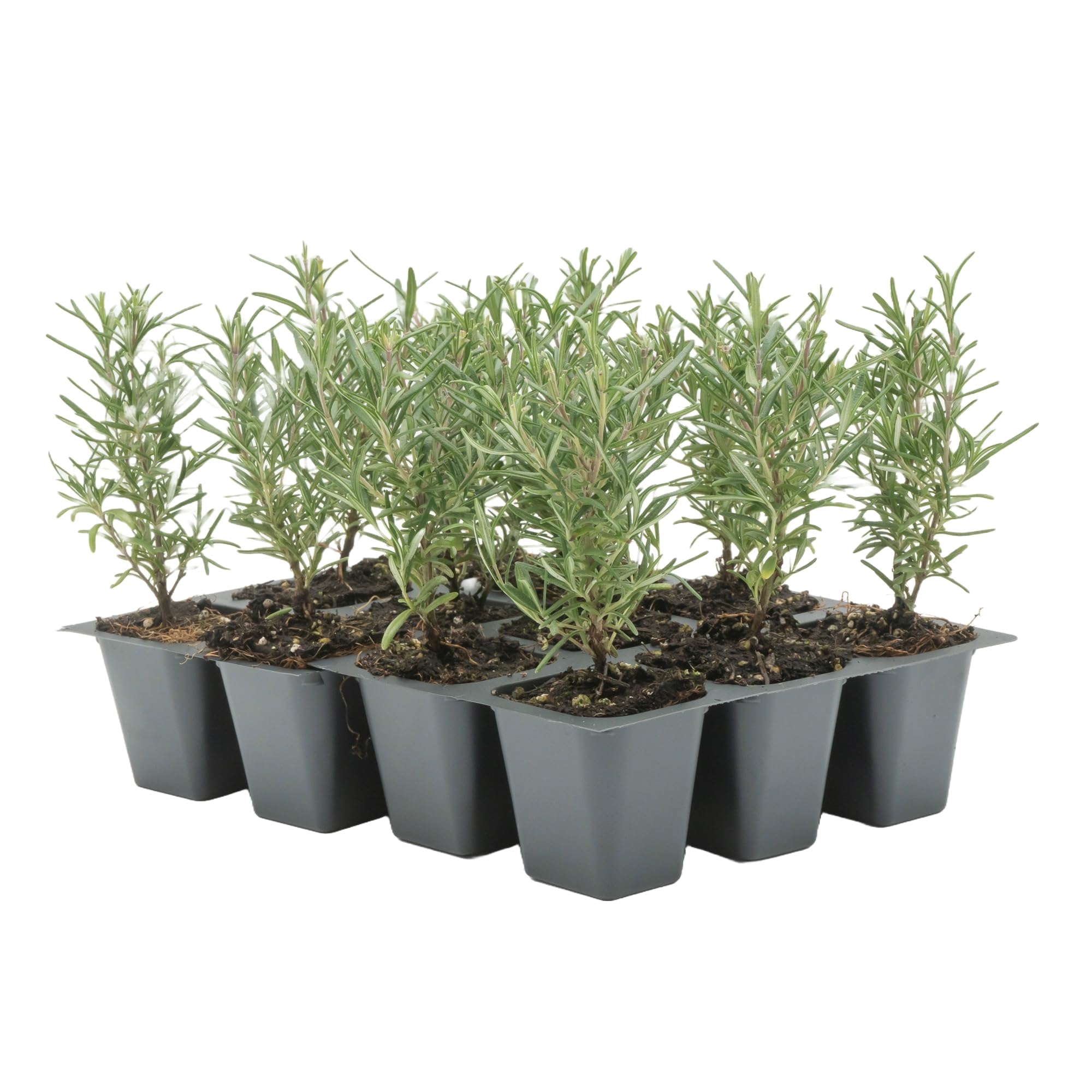 12 Tuscan Blue Rosemary Live Plants