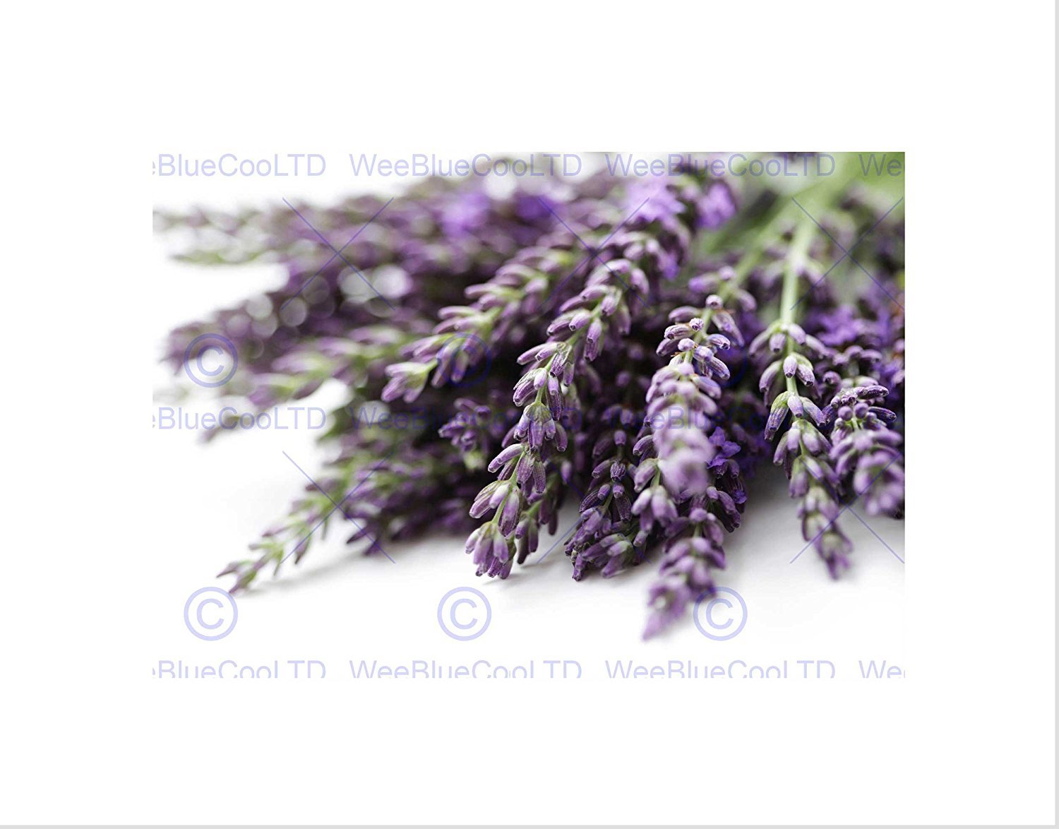 Wee Blue Coo Lavender Flowers Purple Art Wall Art Print