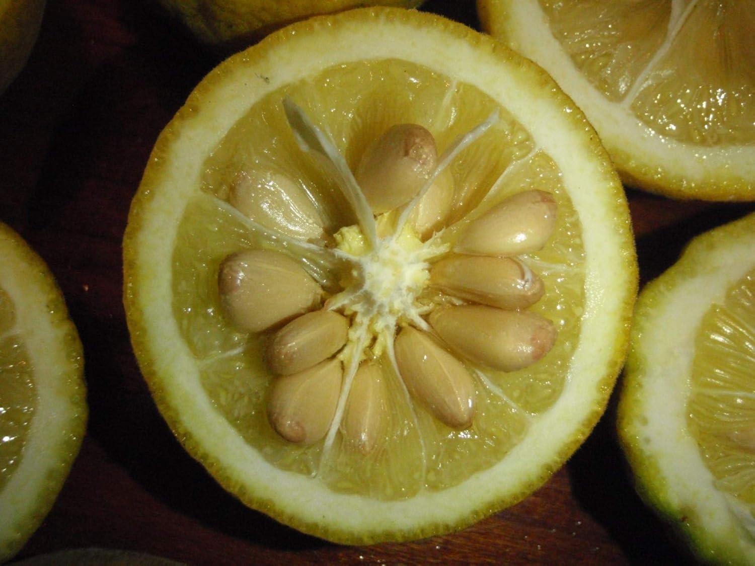 6-12" Tall Trifoliate Orange (Poncirus trifoliata) 1-2 Year Old Plant