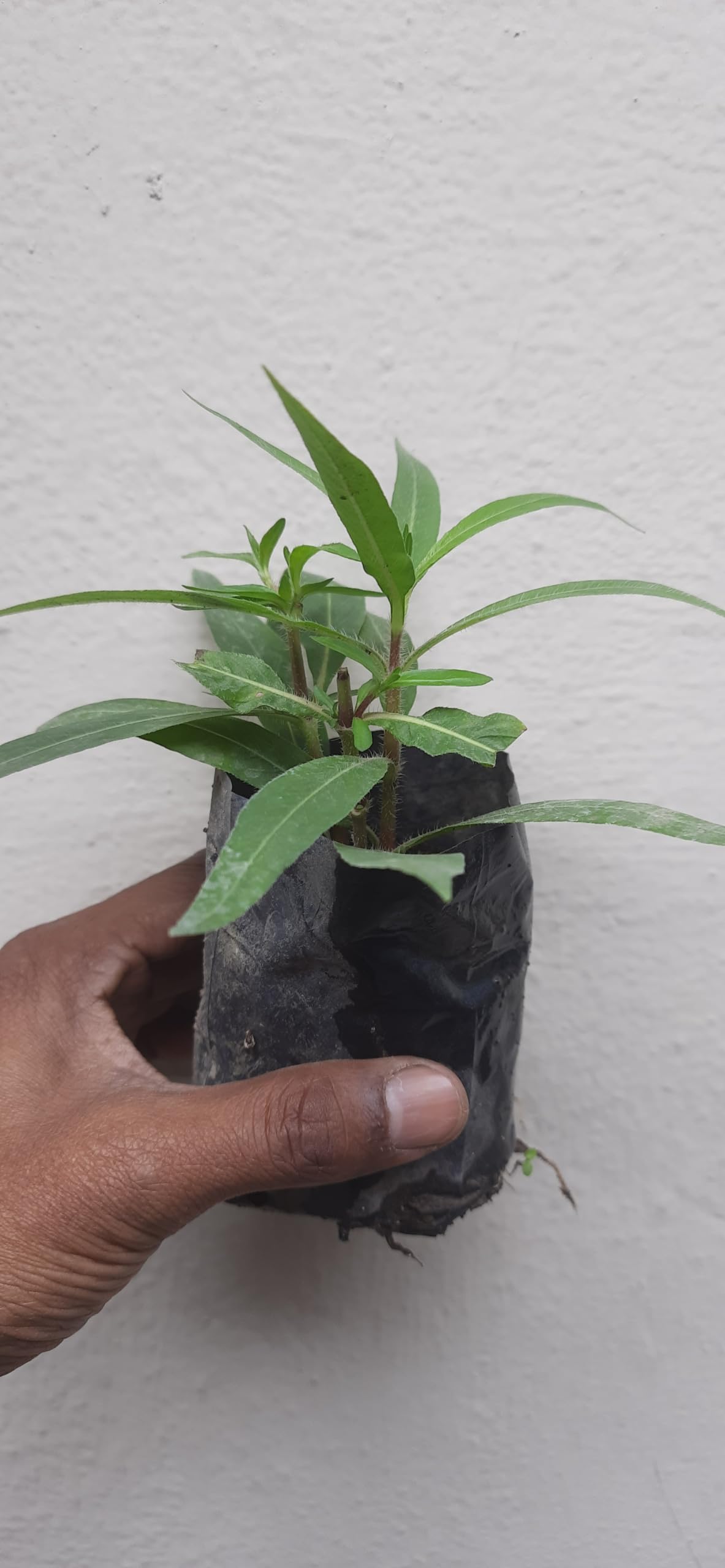 greEen Earth™ Kulekhara Hygrophila auriculata kokilaksha gokulakanta Healthy Live Plant (B0CQKKDJ7L) Amazon Price History, Amazon Price Tracker