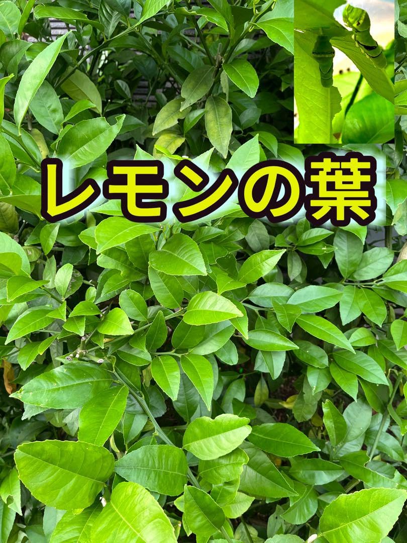 Amazon.co.jp: レモンの葉 枝 アゲハ幼虫の餌 : ペット用品