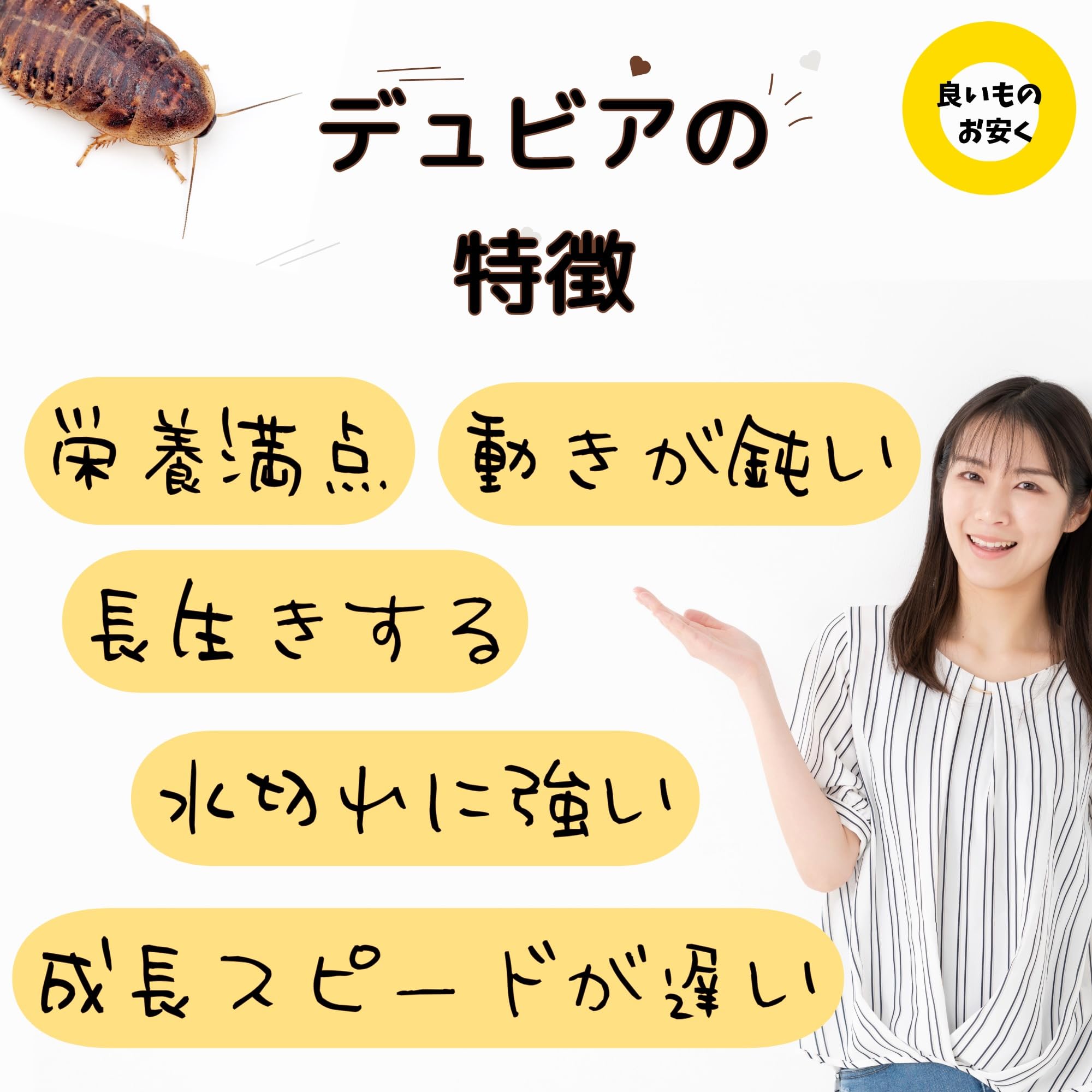Amazon | デュビア Sサイズ＆SMサイズのMIX 【10-20mm】 エサ 餌 