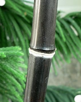 Box of 4 Plants - Black Bamboo - Giant Timber Bamboo - Phyllostachys Nigra - Large Trade Gallon Size