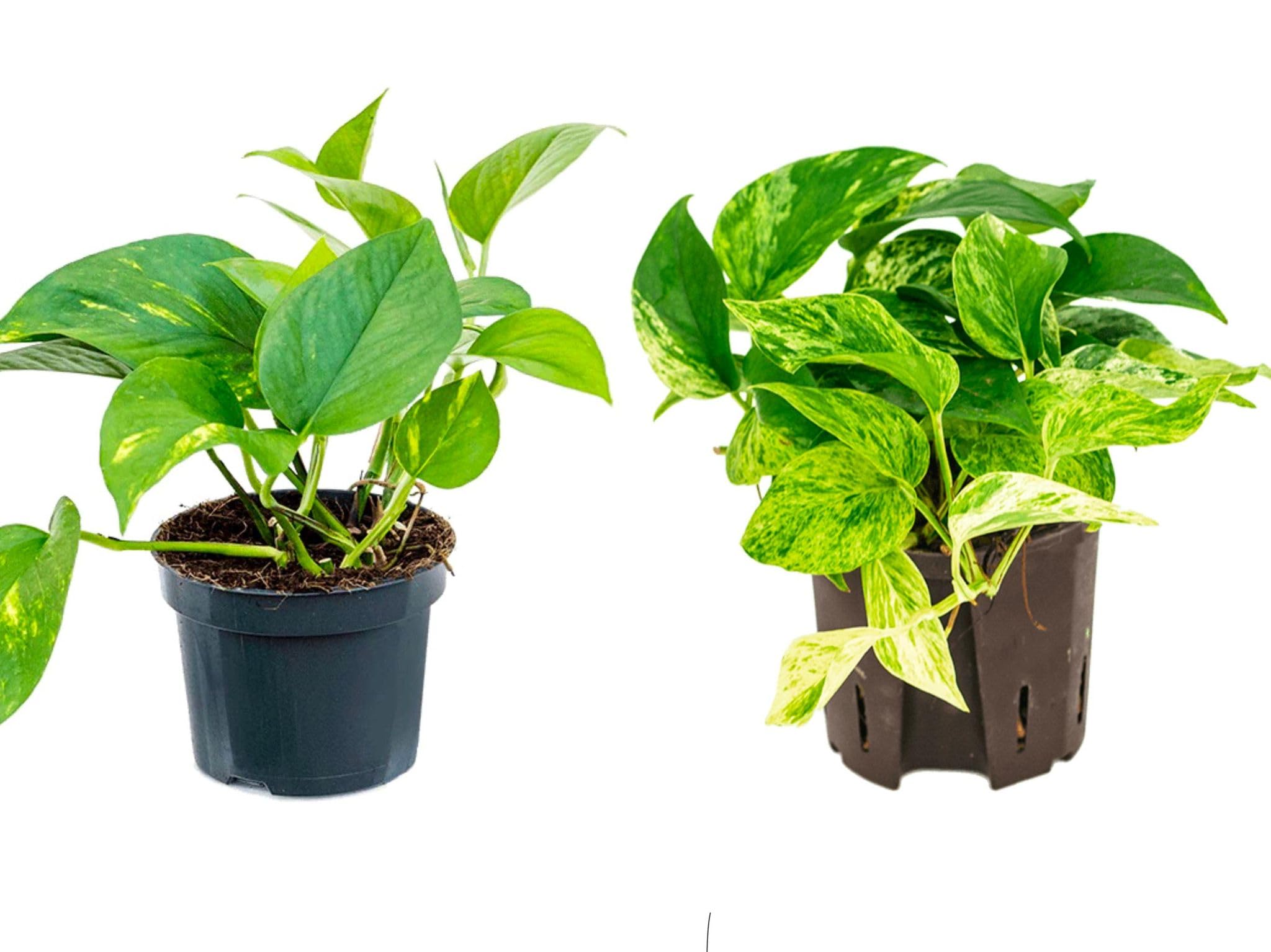 2 X Easy Care Trailing houseplants Epipremnum aureum, Marble Queen and Epipremnum aureum, Golden pothos in 12cm pots