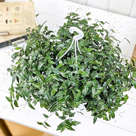 Amazon Co Jp 観葉植物 ブライダルベール 5号吊り鉢 受け皿付き 育て方説明書付き Gibasis Pellucida ギバシス ペルキダ Diy 工具 ガーデン Amazon Co Jp 観葉植物 ブライダルベール 5号吊り鉢 受け皿付き 育て方説明書付き Gibasis Pellucida ギバシス ペルキダ Diy 工具 ガーデン