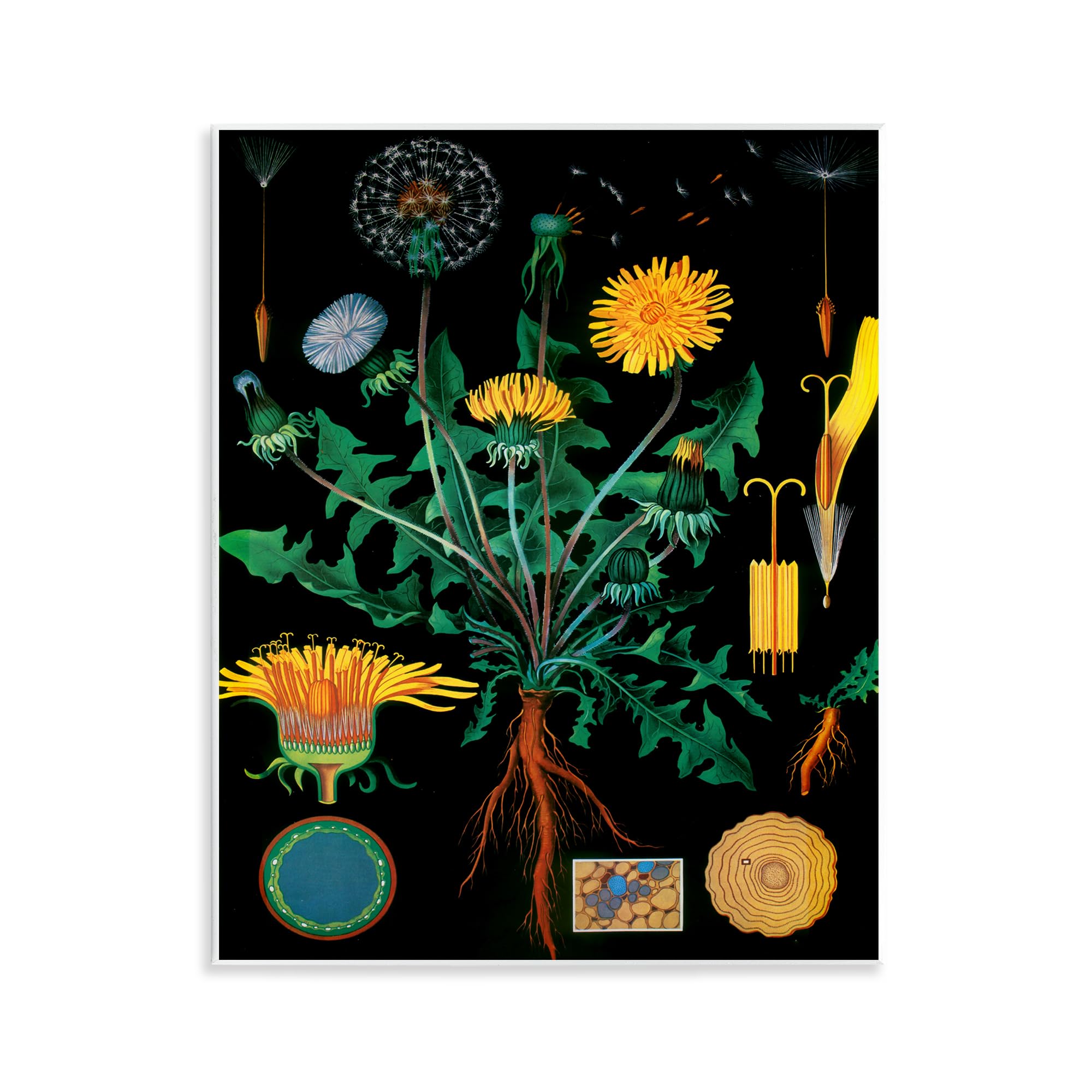 Stupell Industries Vintage Dandelion Botanical Study 'Dandelion Botanical Illustration'| Wall Plaque Art