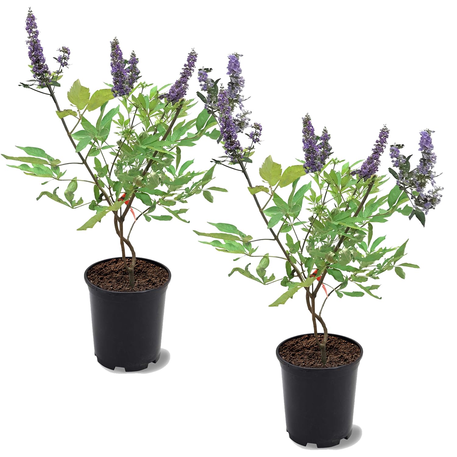 Shoal Creek Vitex 2 Trees